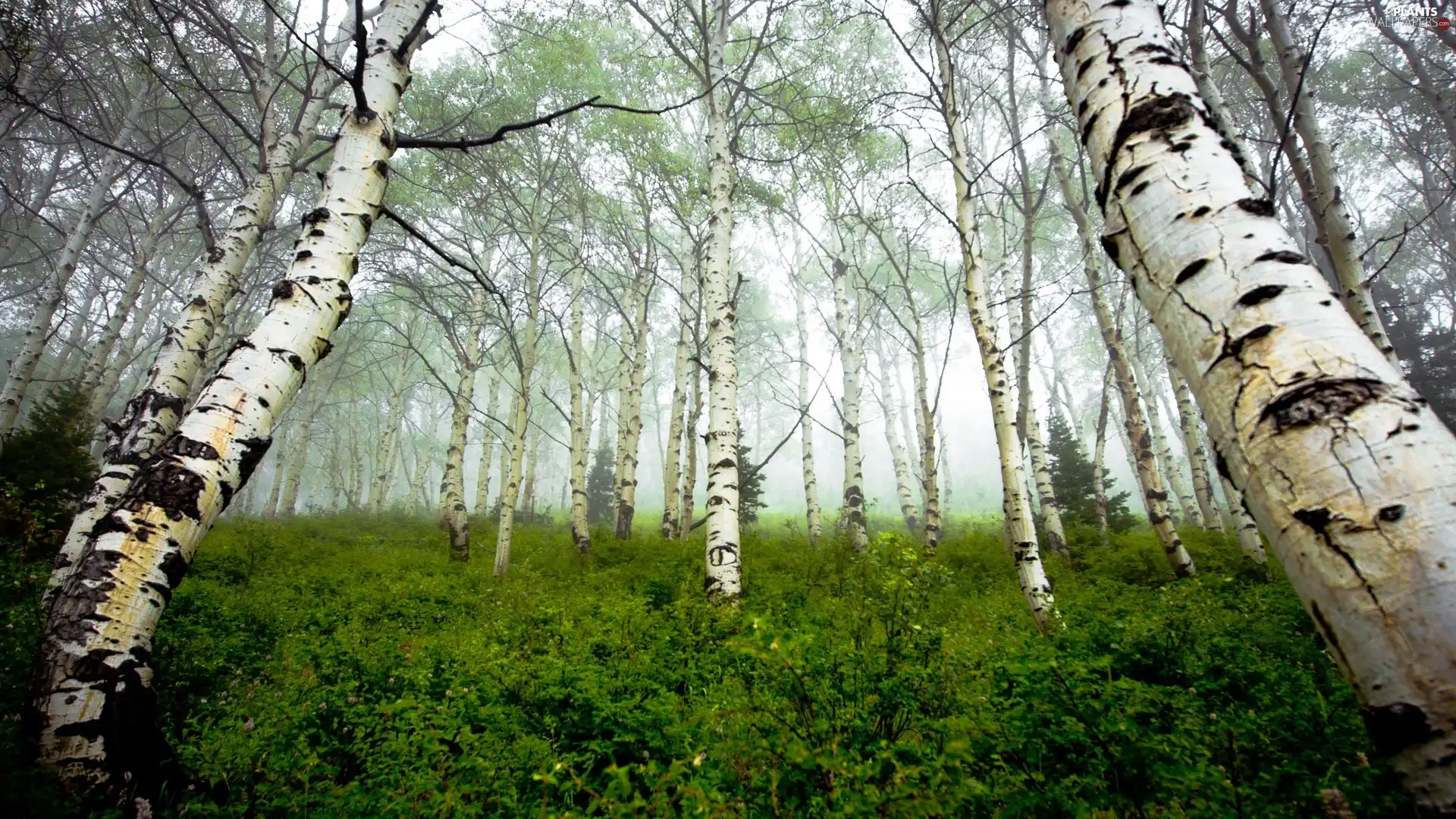forest, viewes, birch, trees