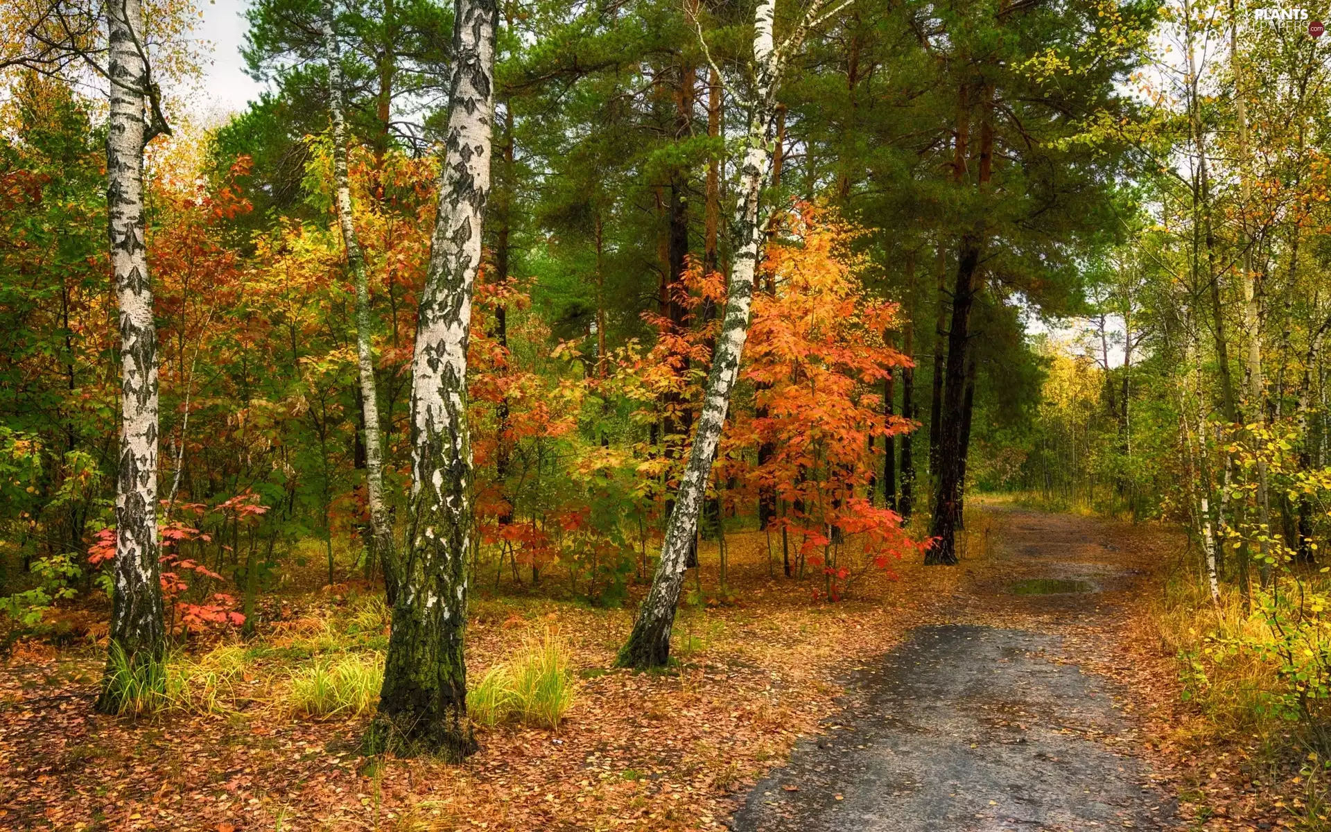 Way, autumn, viewes, birch, trees, forest
