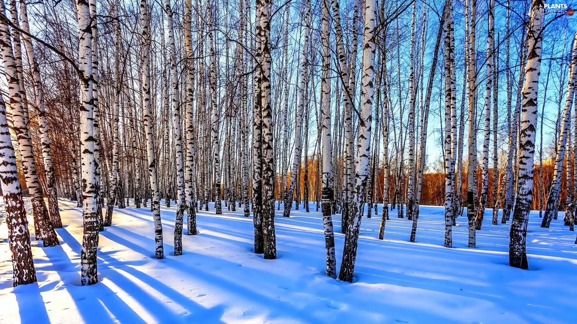 birch, winter, forest