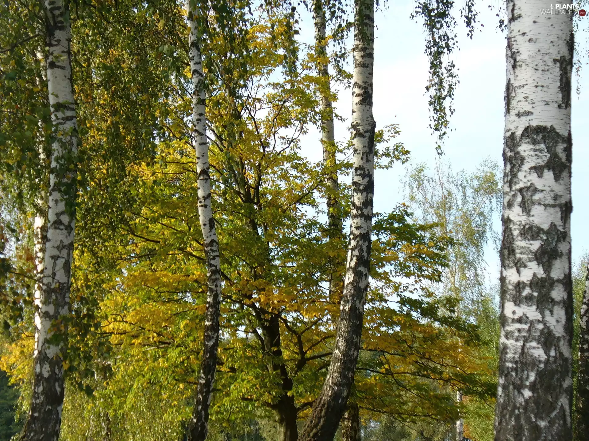 birch, forest
