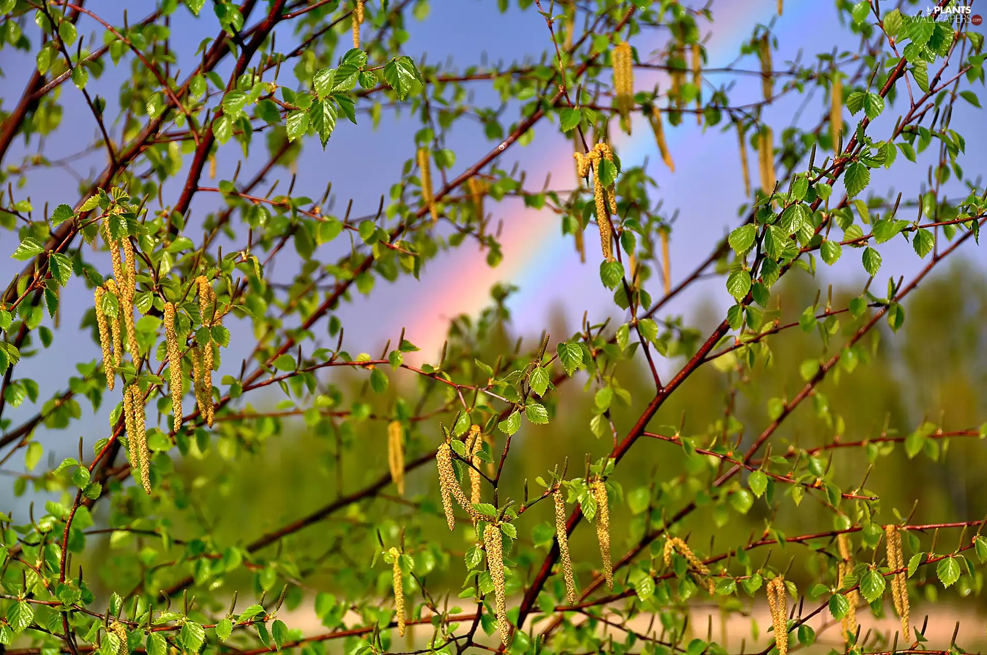flourishing, birch, Great Rainbows, trees