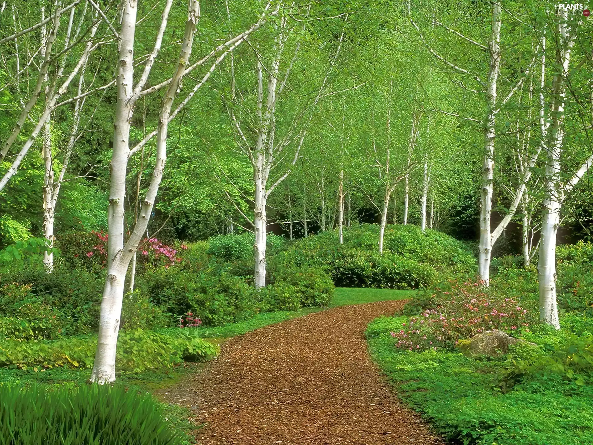 grove, Path, grass, birch