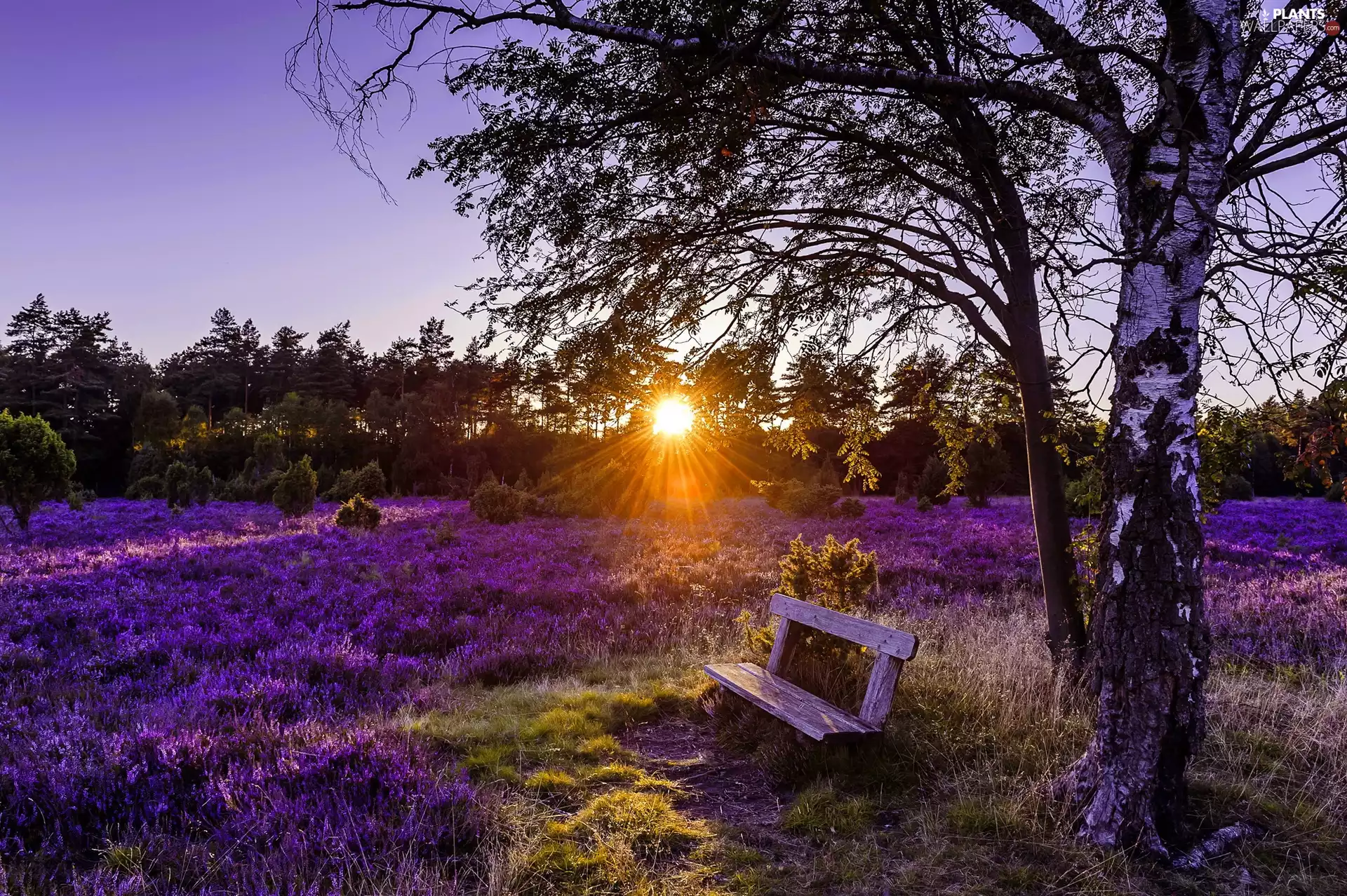 trees, Lüneburg Heath, rays of the Sun, Bench, Germany, birch-tree, heath