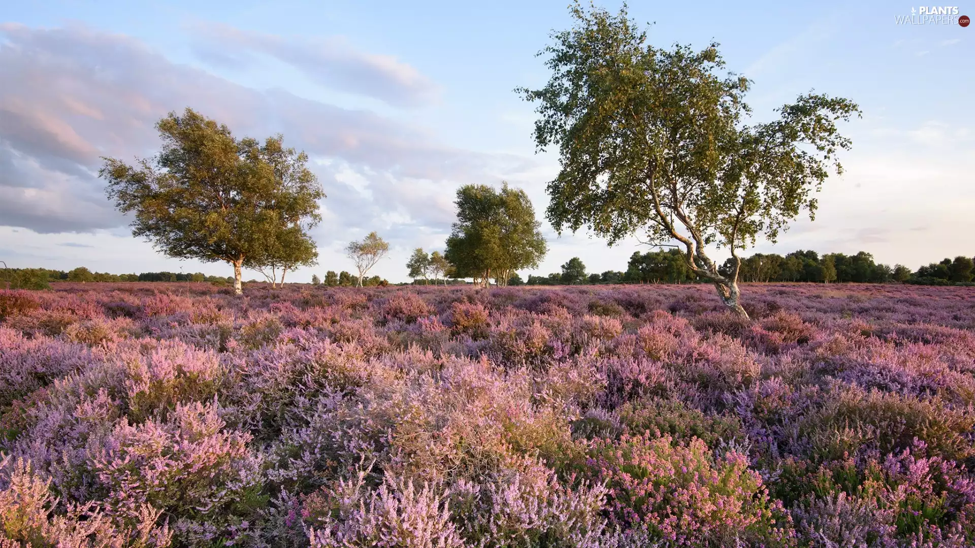 viewes, birch, heathers, trees, heath