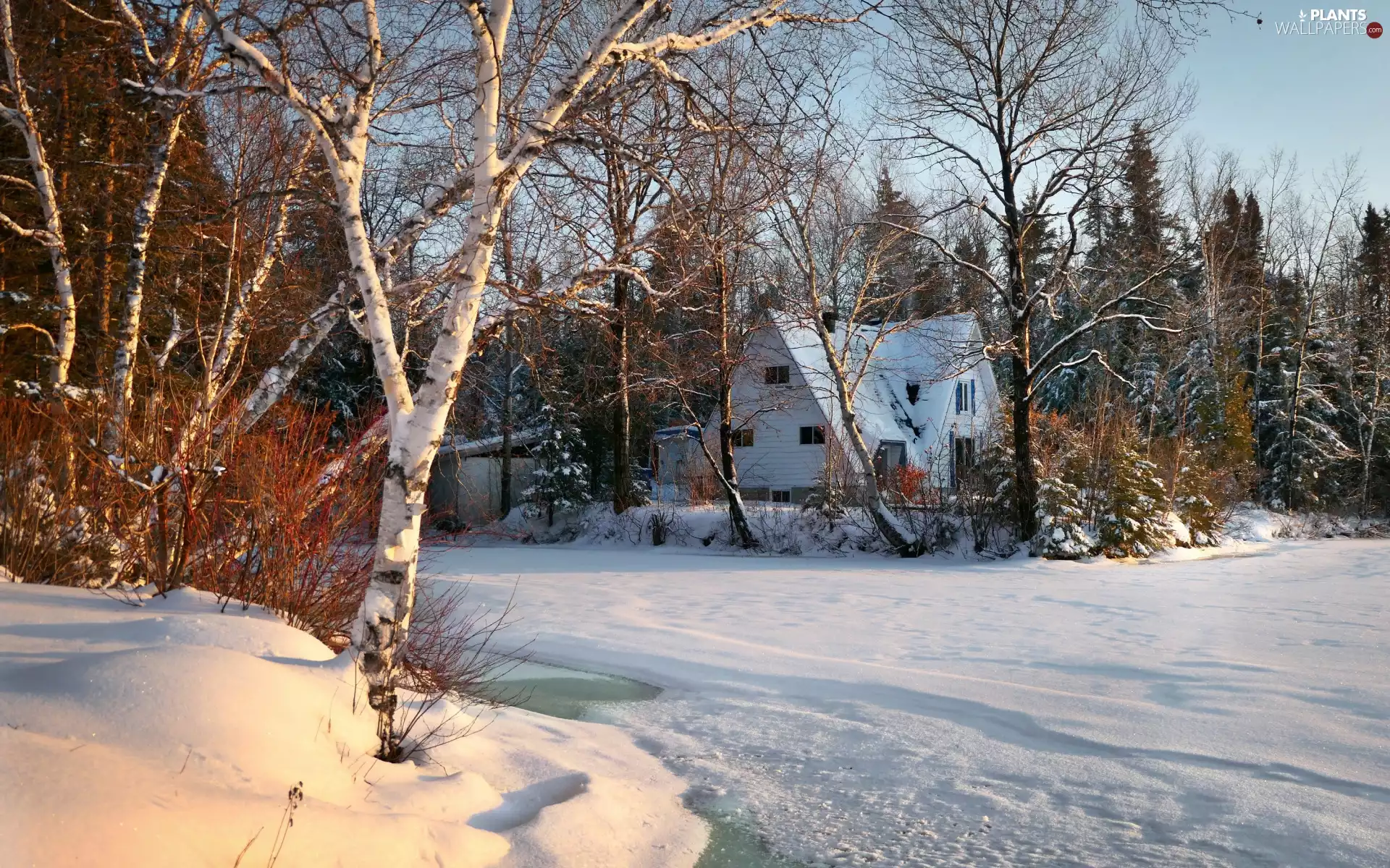 house, trees, Icecream, viewes, lake, snow, winter, birch