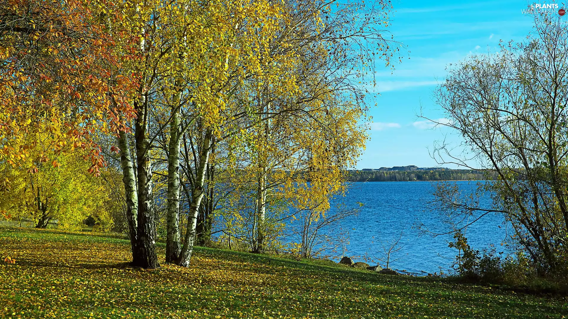 viewes, birch, lake, trees, autumn
