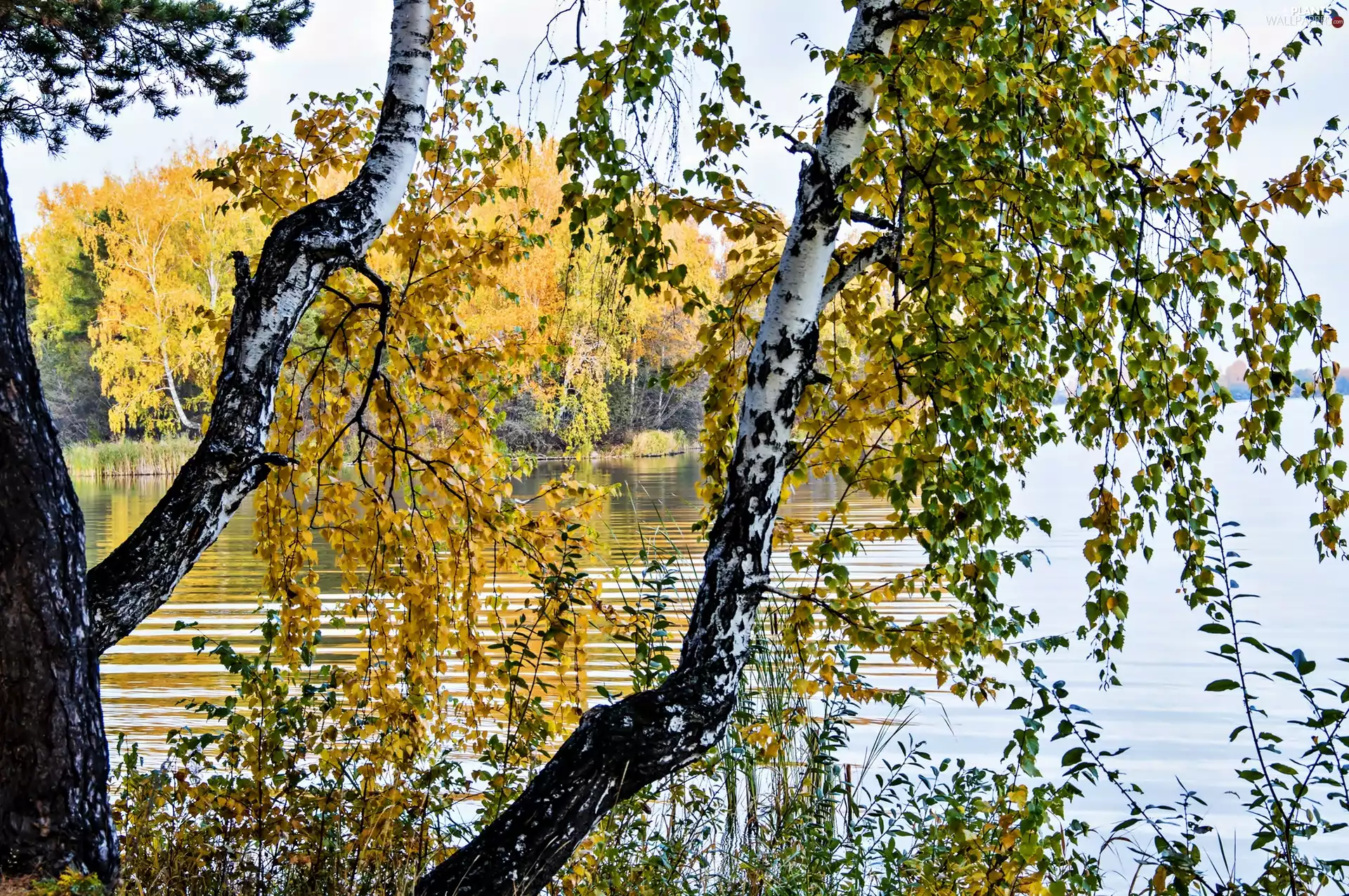 birch, autumn, lake