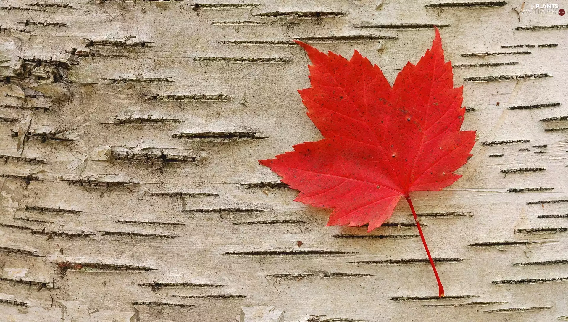 cork, birch, leaf, maple, Red