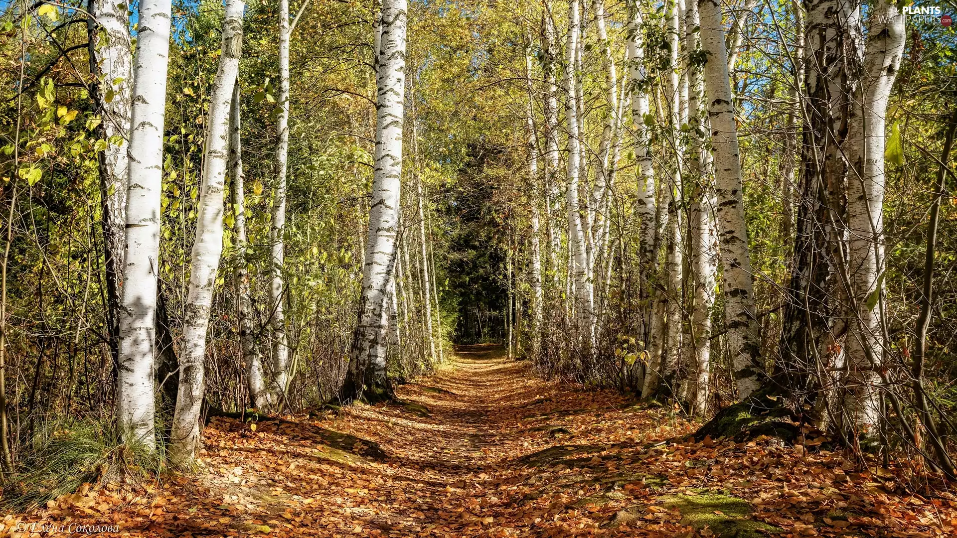 forest, Way, viewes, birch, trees, Leaf