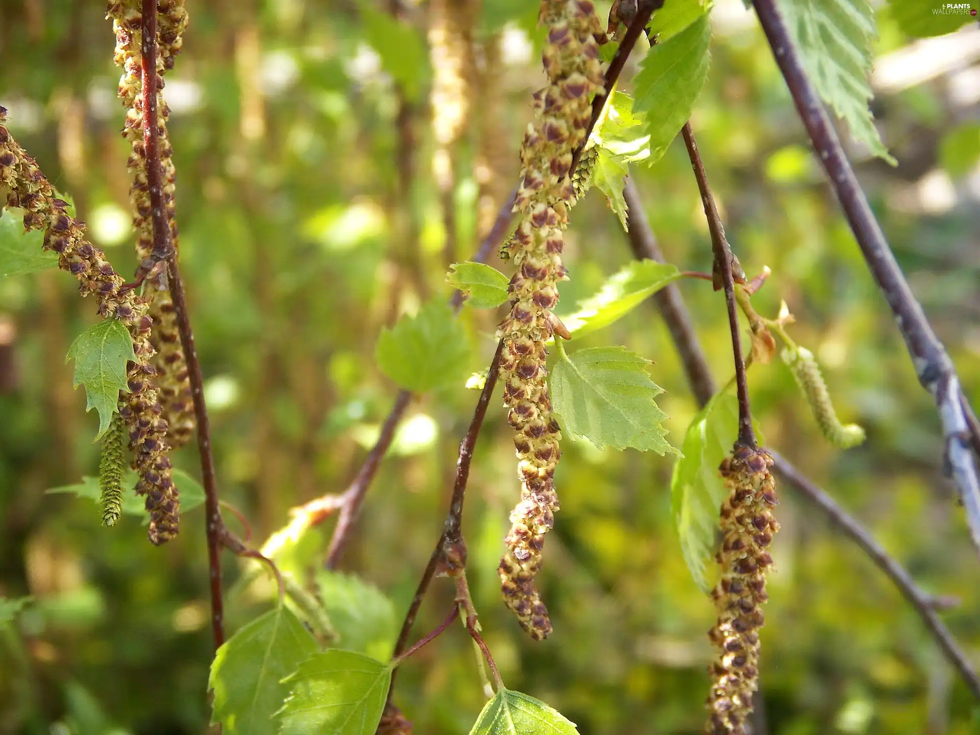 birch, young, Leaf