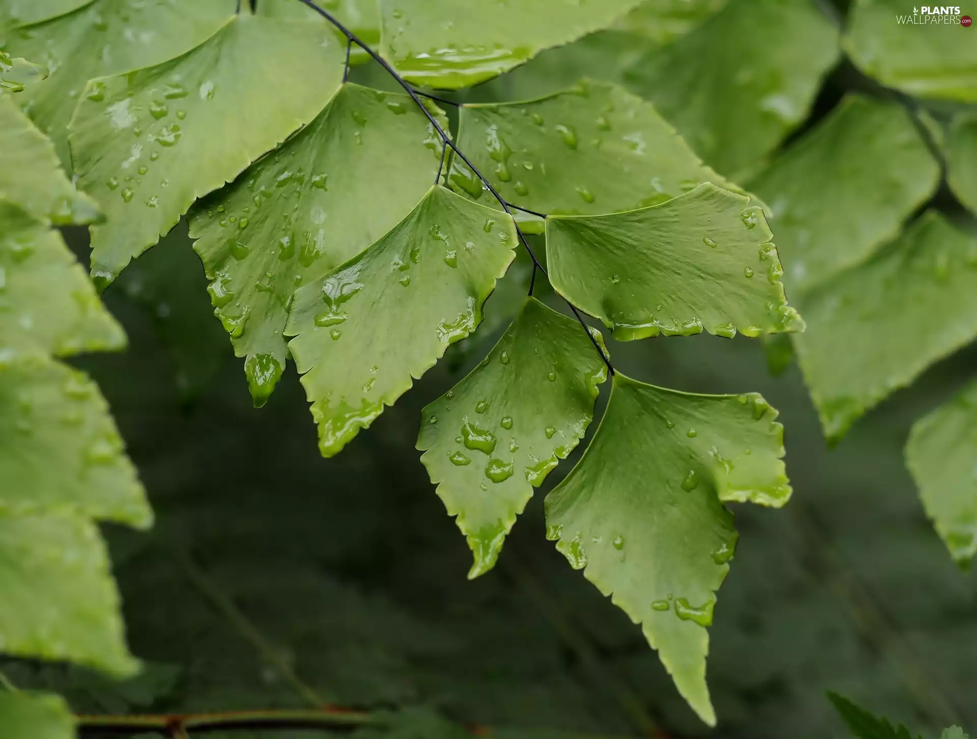 leaves, drops, rain, birch