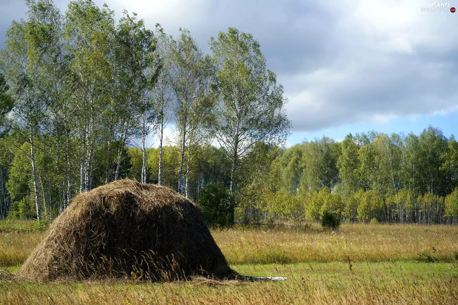 hay, birch, Meadow, Stack, summer