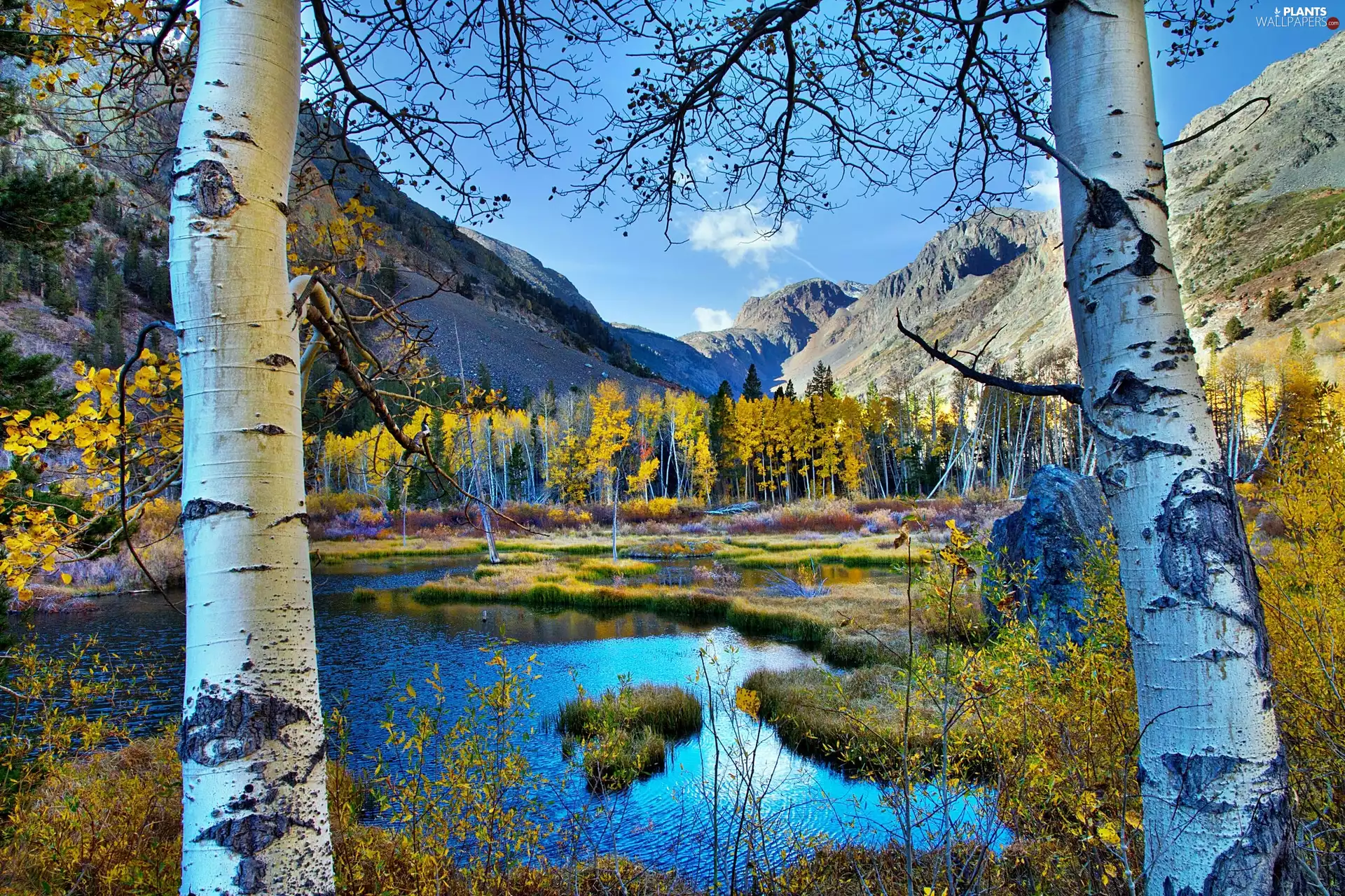 Two, birch, Mountains, lake, autumn
