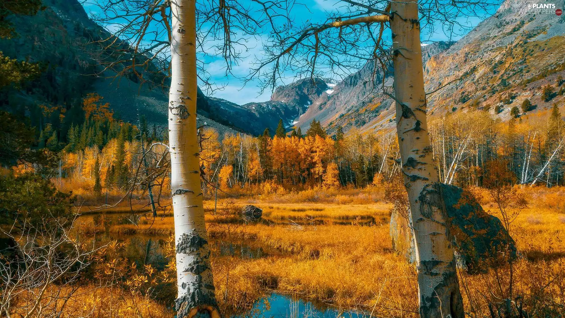 viewes, birch, Mountains, trees, autumn