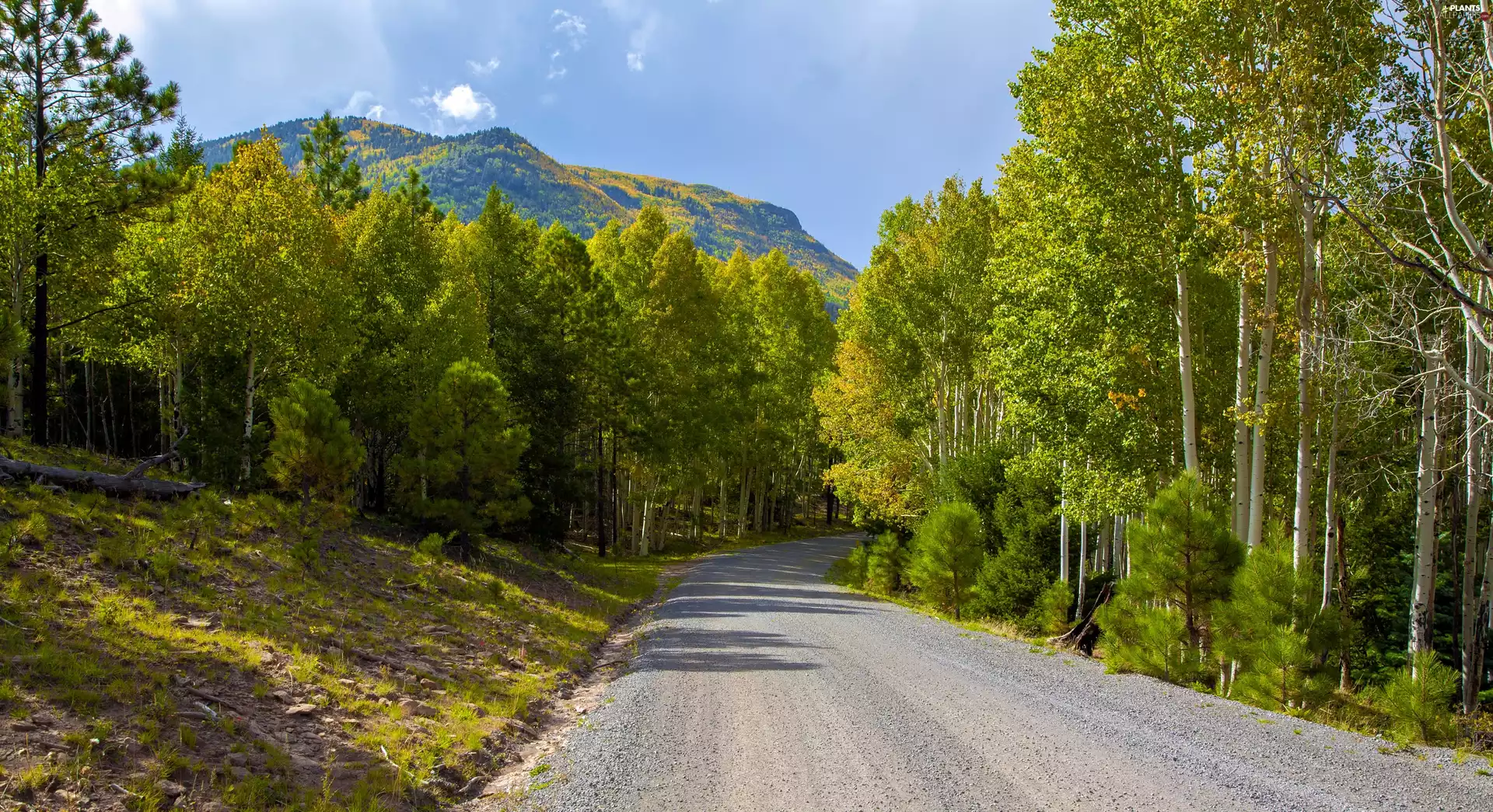 birch, Way, mountains