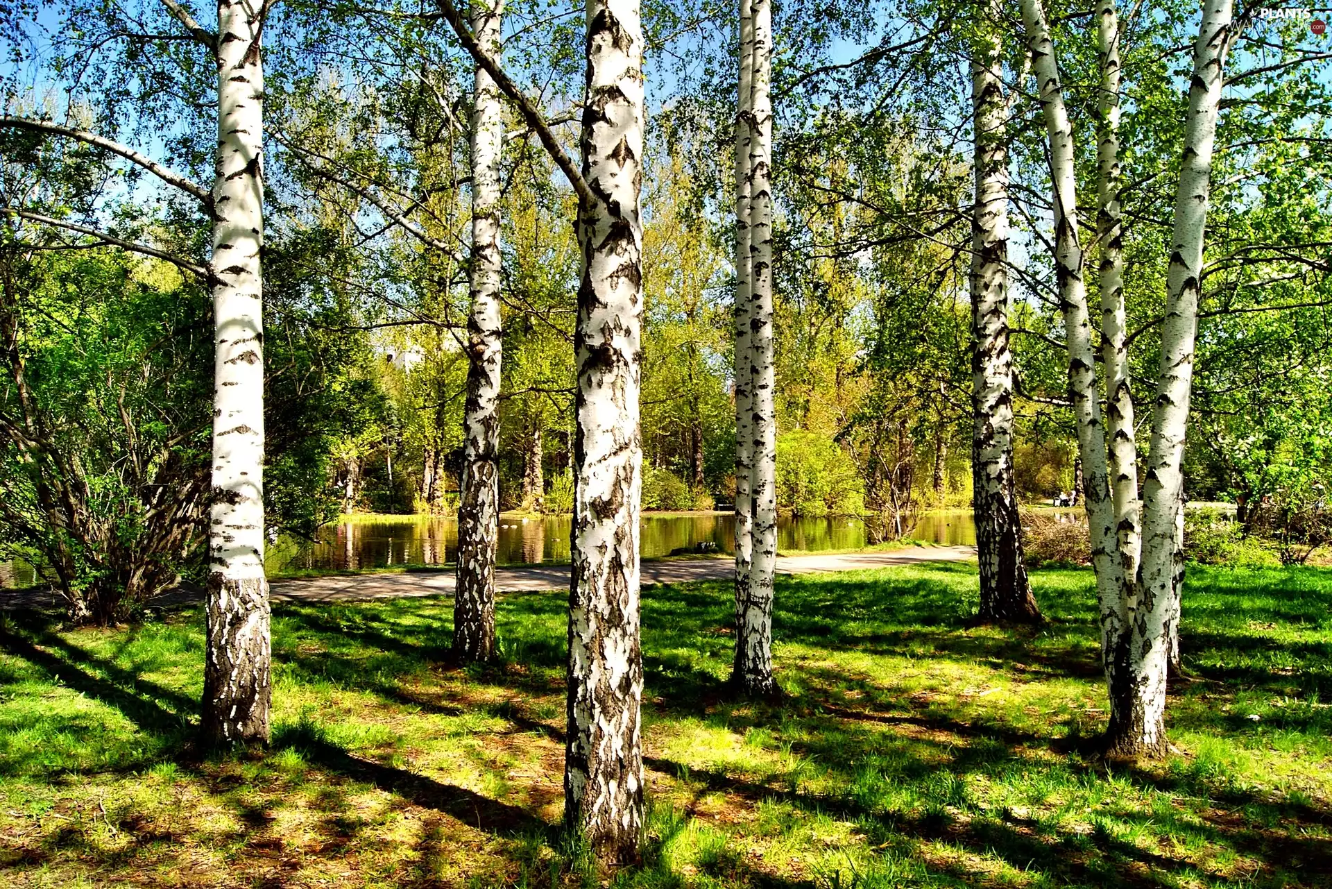Park, River, summer, birch