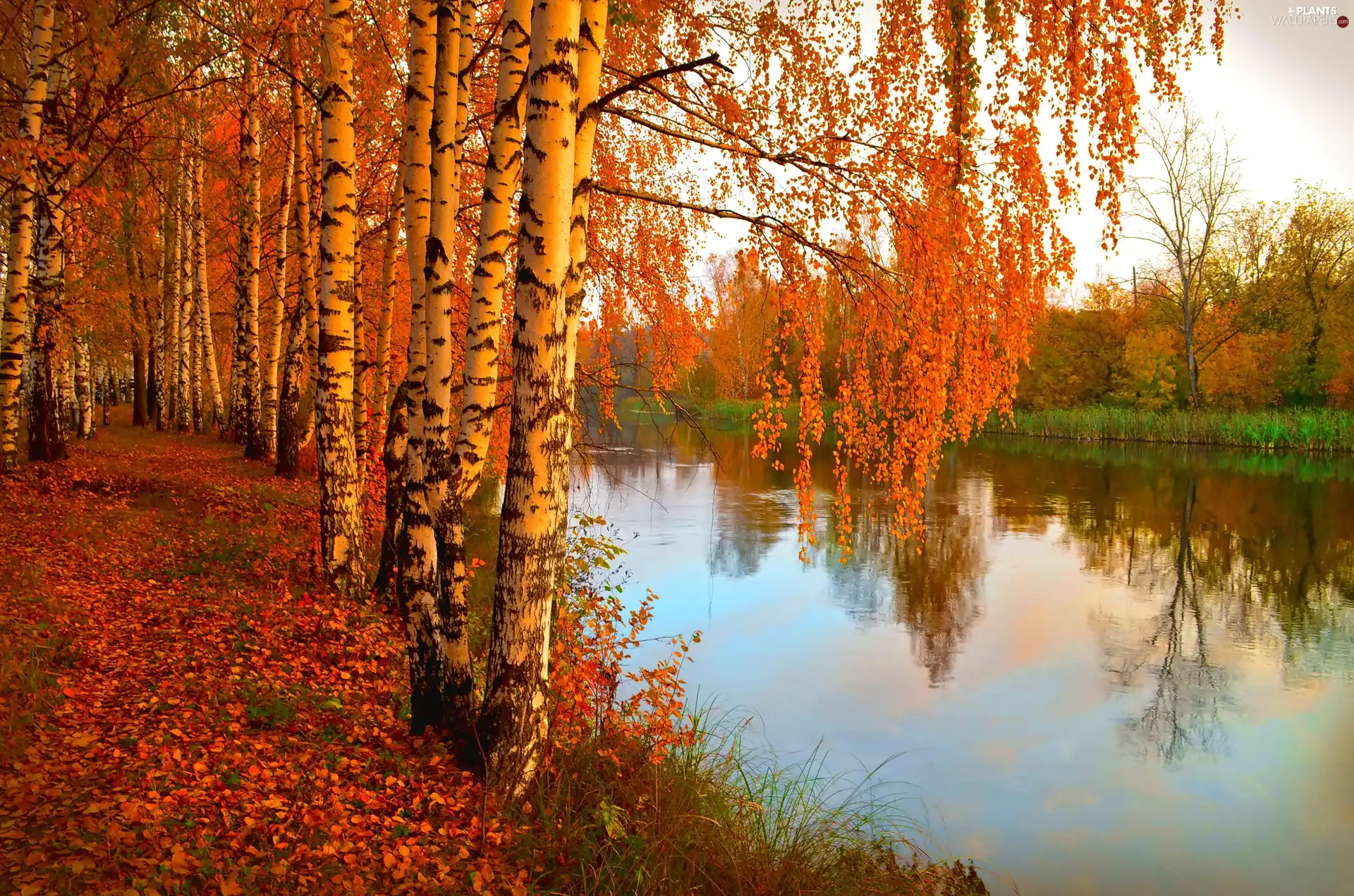 birch, autumn, River
