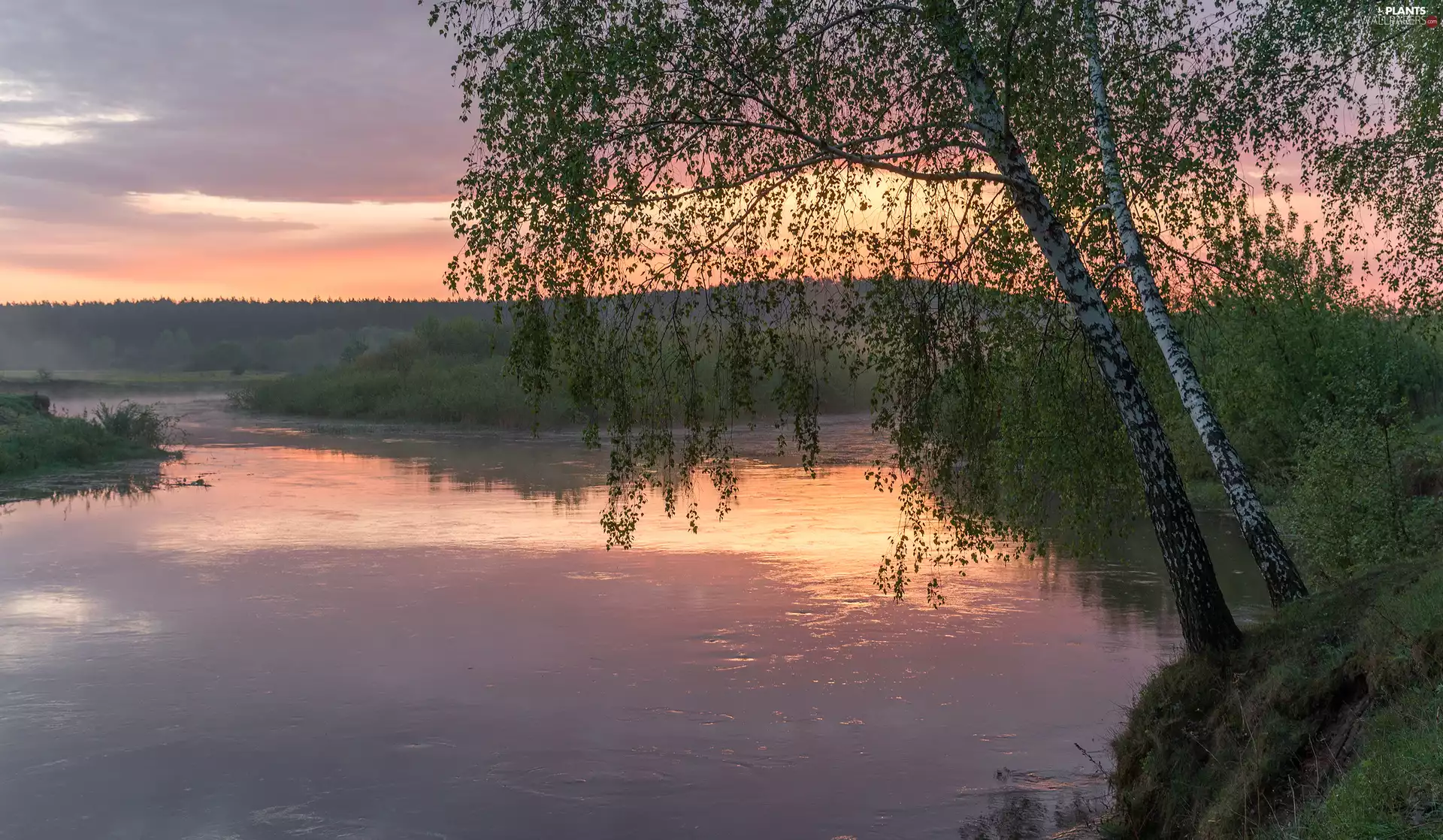 viewes, birch, River, trees, Spring