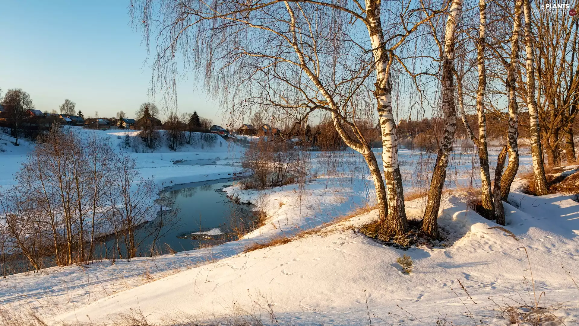 snow, winter, viewes, birch, trees, River