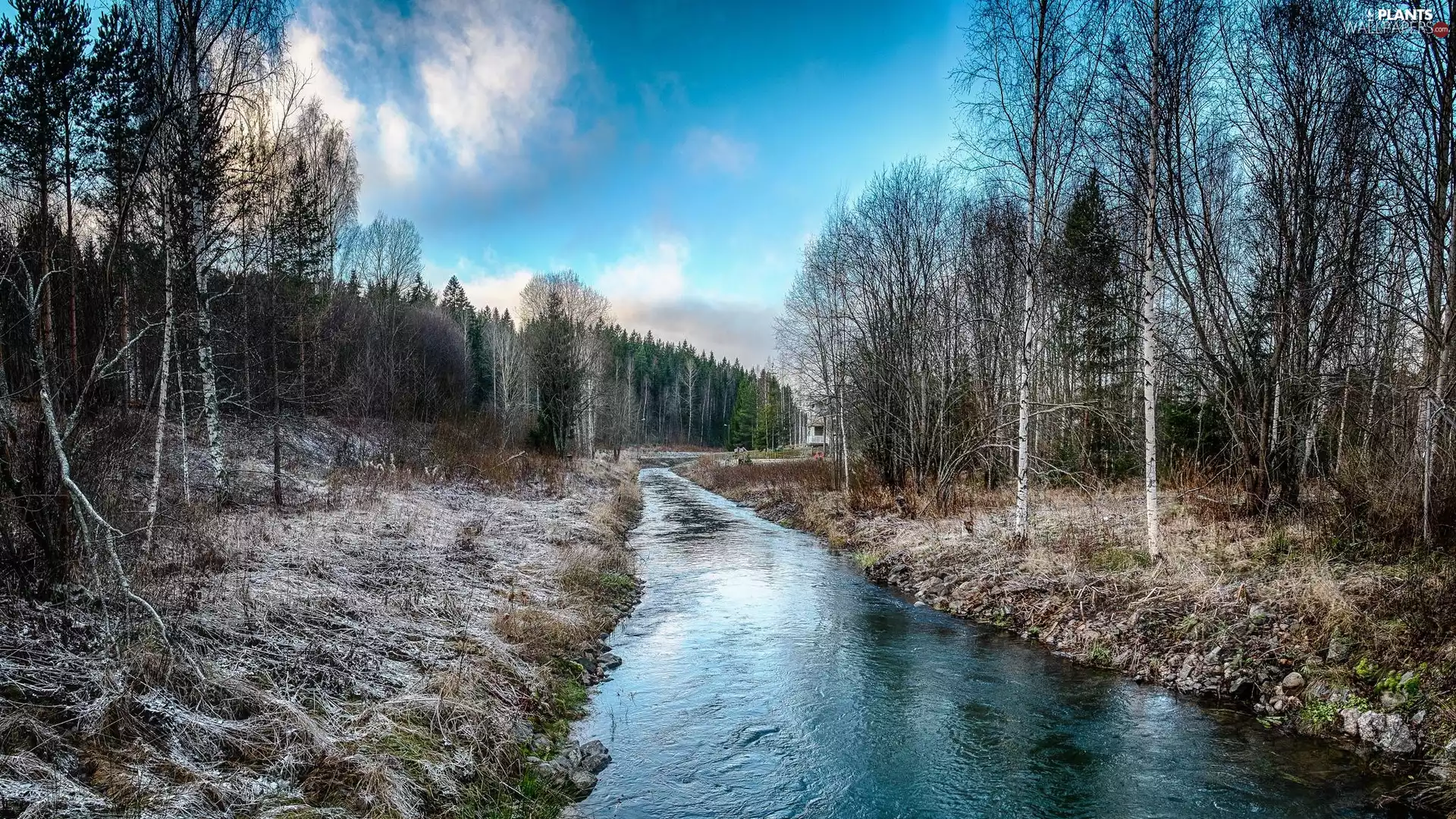 viewes, birch, River, trees, winter