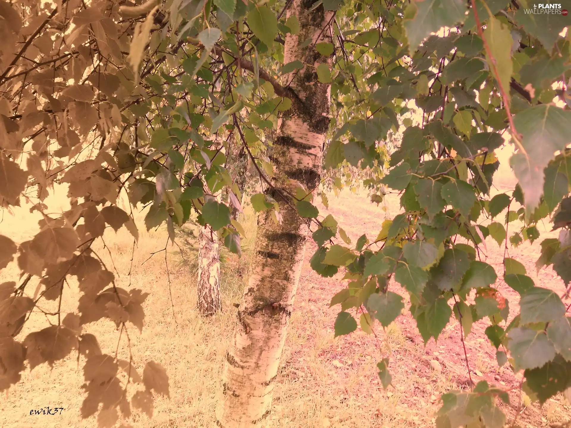 birch-tree, sepia