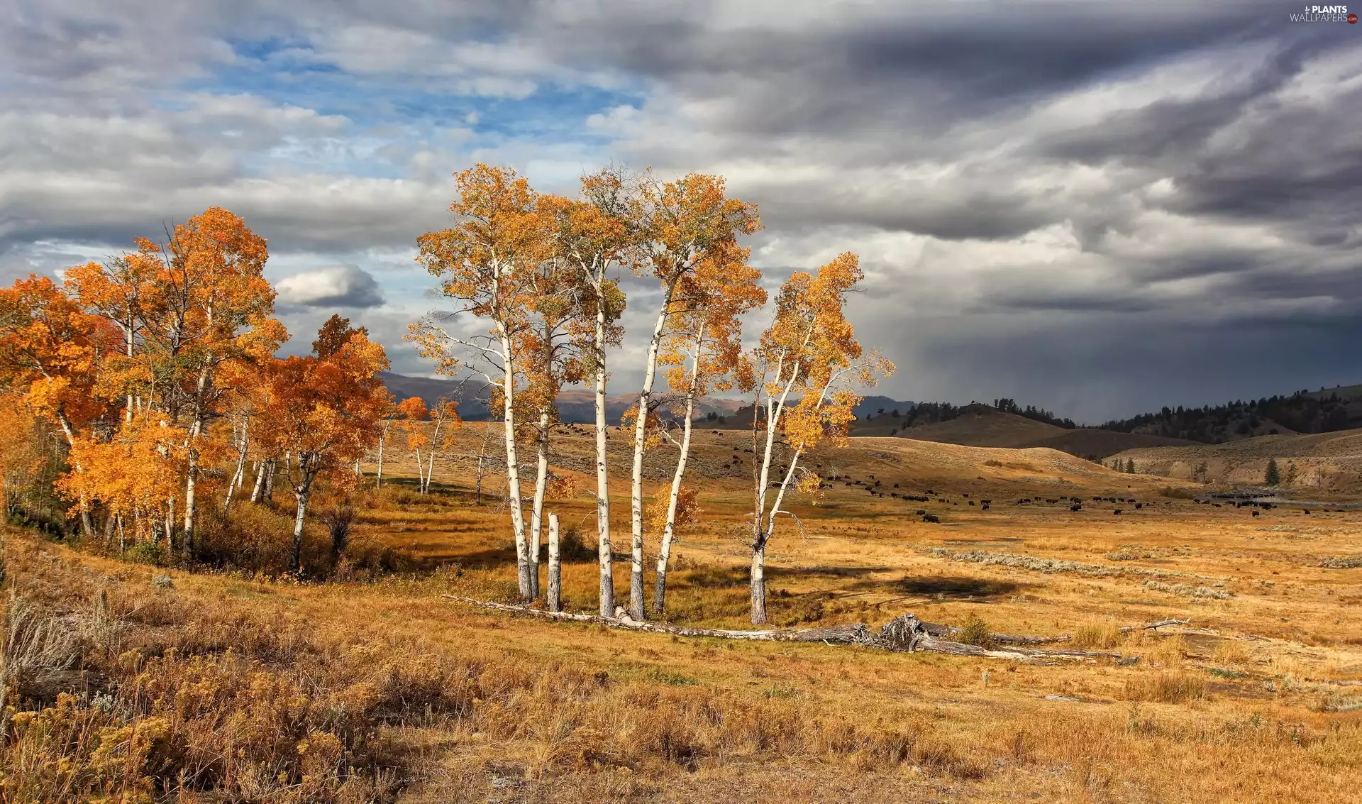 Sky, field, autumn, birch