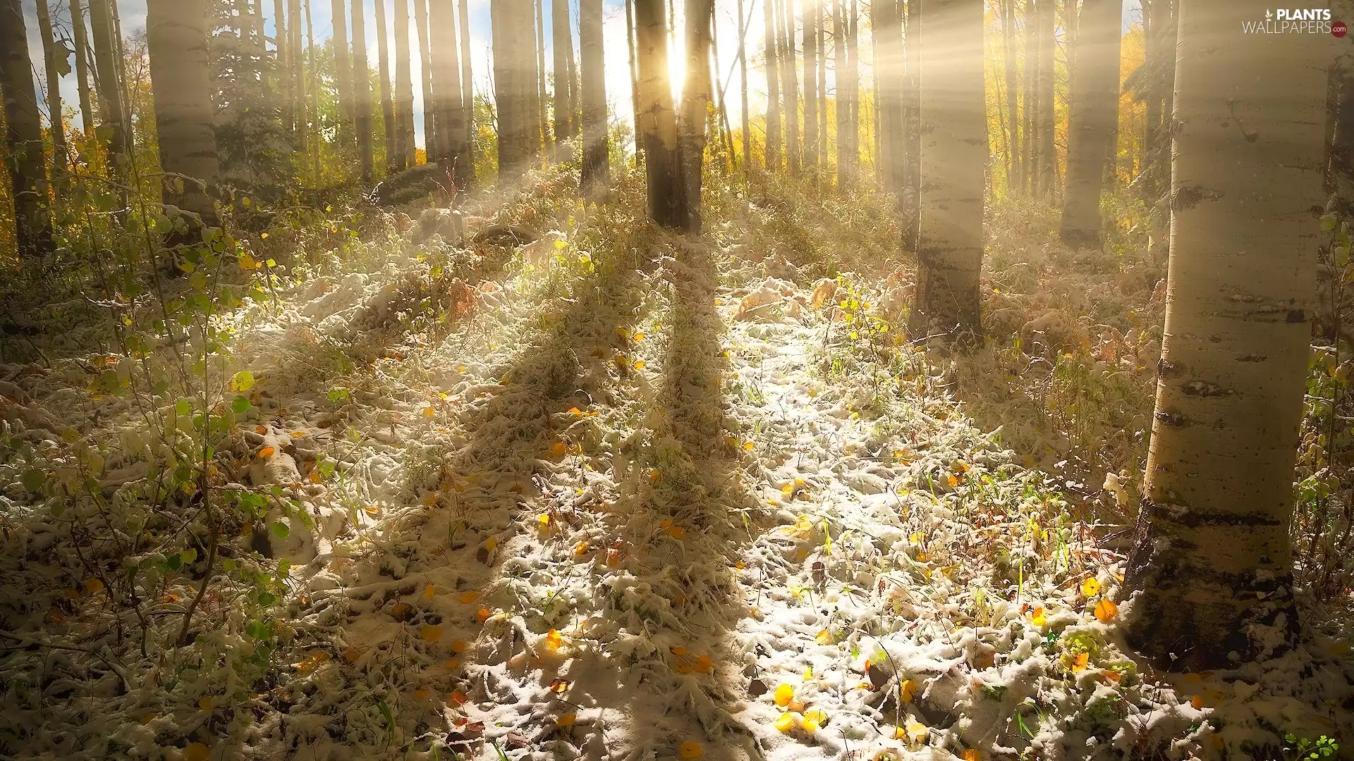 birch, trees, Leaf, viewes, forest, light breaking through sky, snow