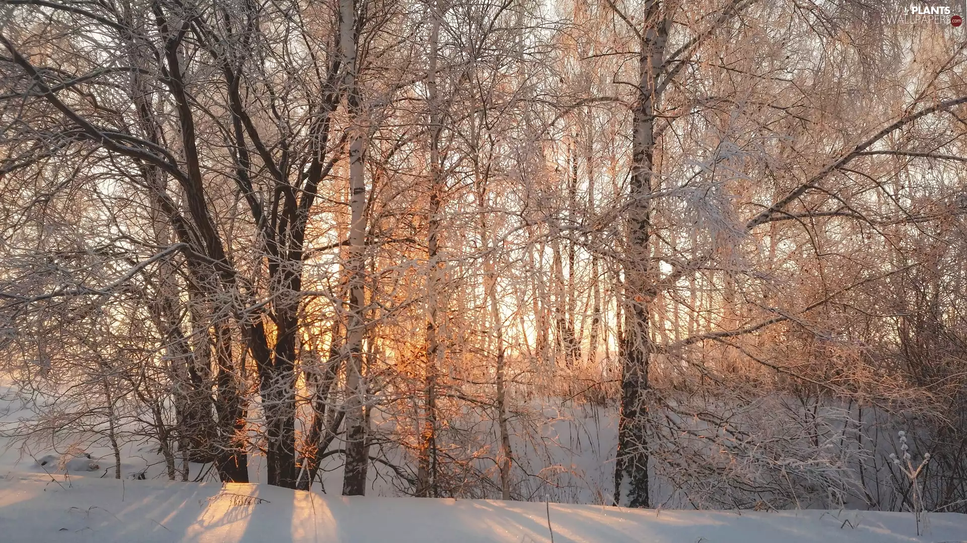 Snowy, winter, viewes, birch, trees, snow