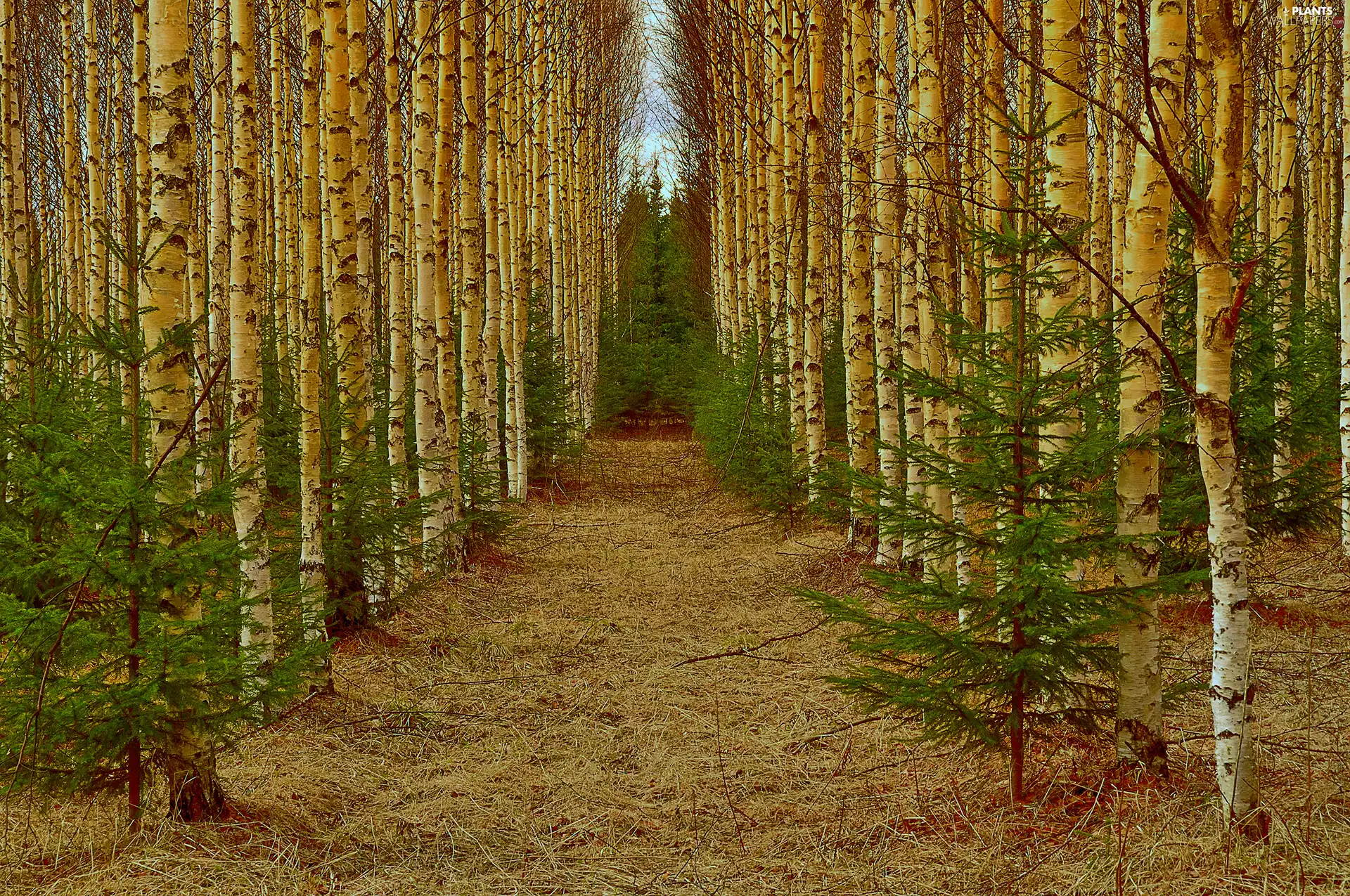 Spruces, Path, space, birch