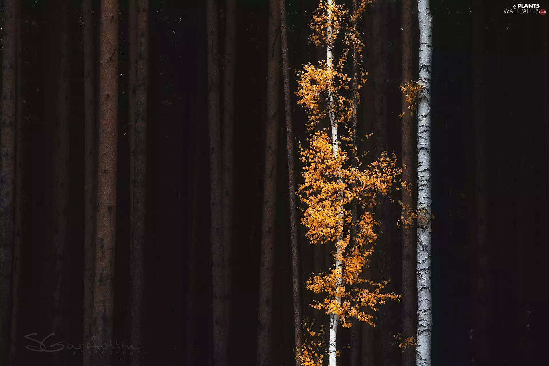 Yellowed, viewes, Stems, birch, trees, Leaf, autumn