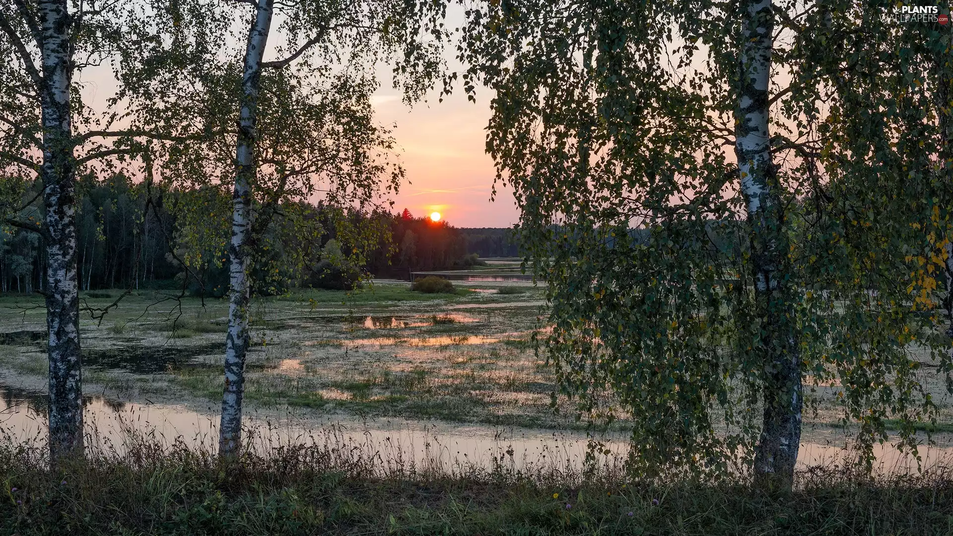 viewes, birch, Sunrise, trees, marshland