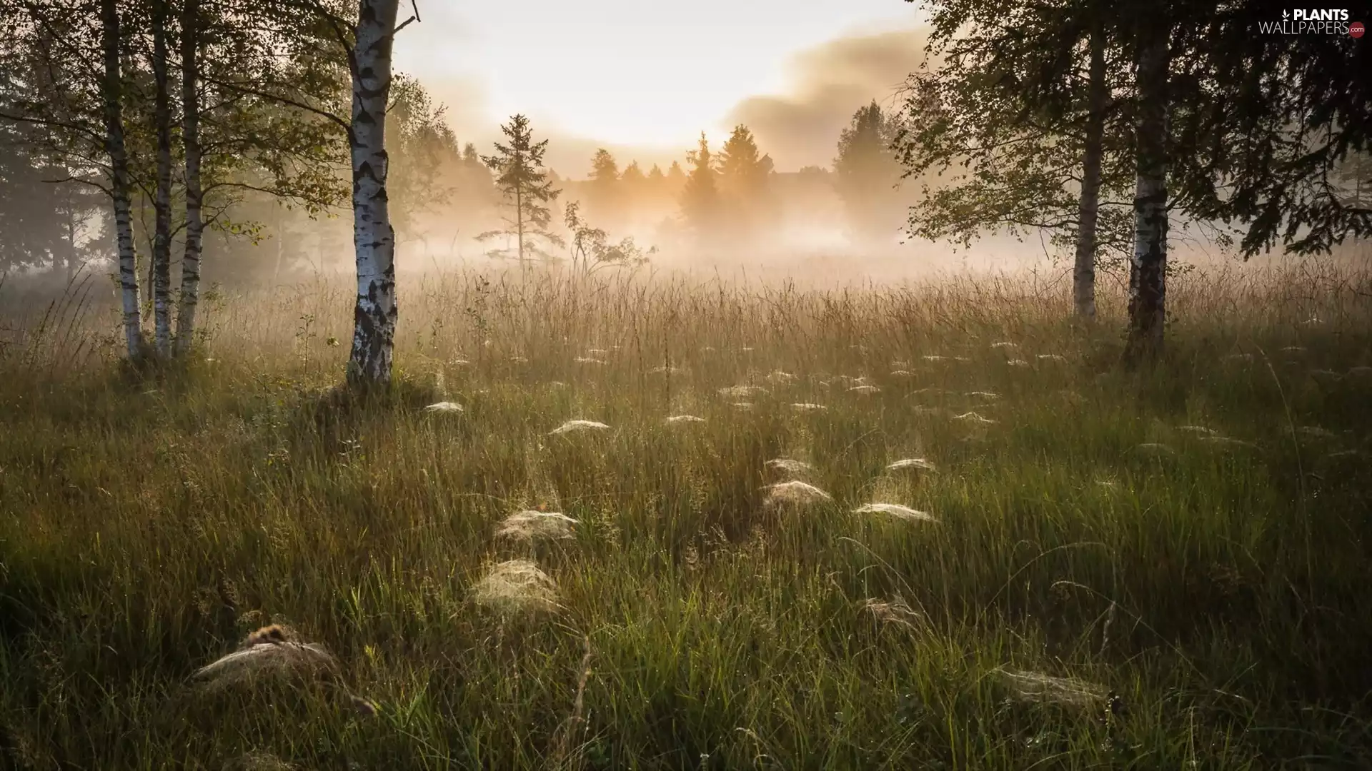 car in the meadow, website, forest, Fog, birch