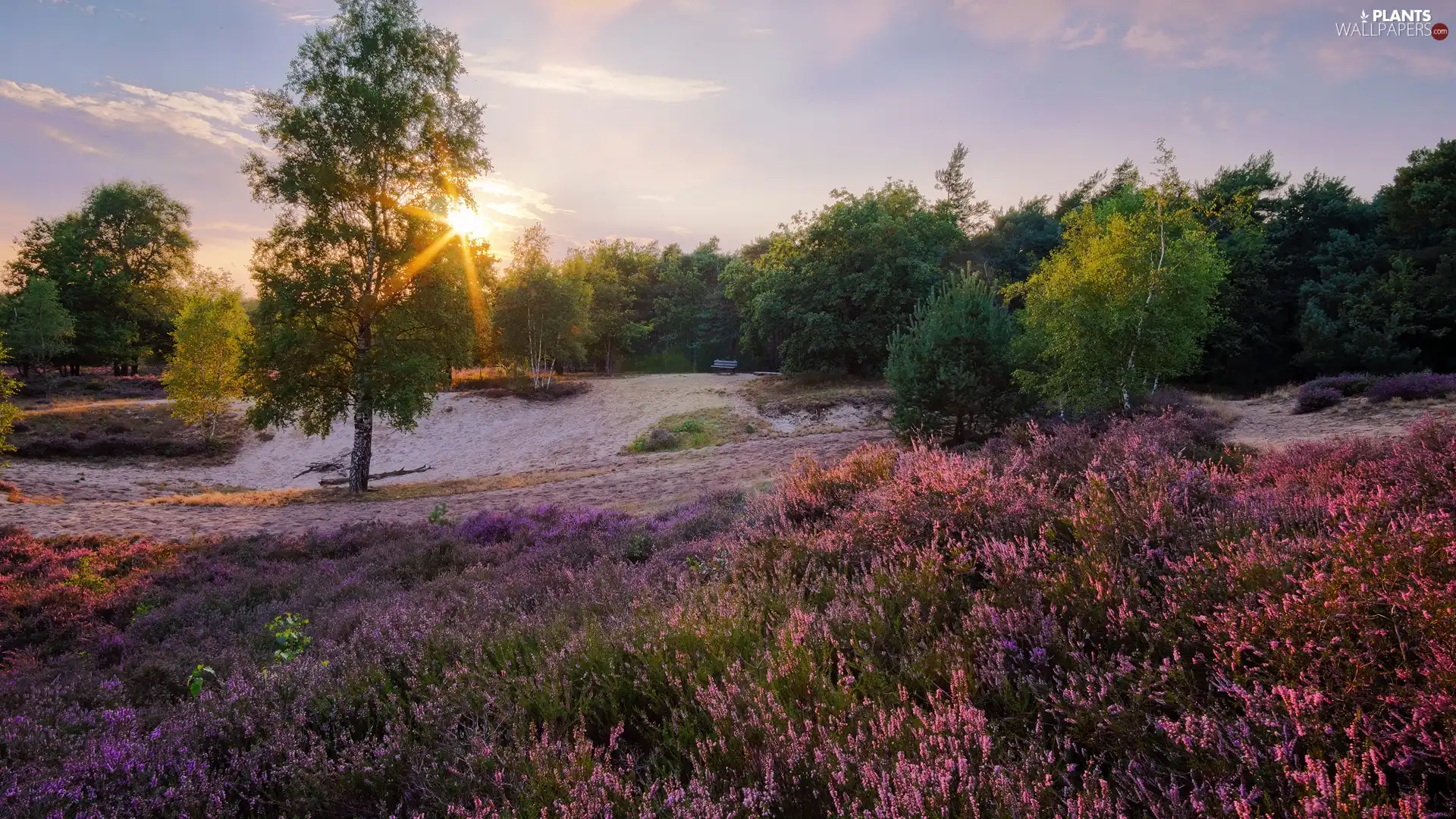 birch, trees, heath, heathers, rays of the Sun, viewes