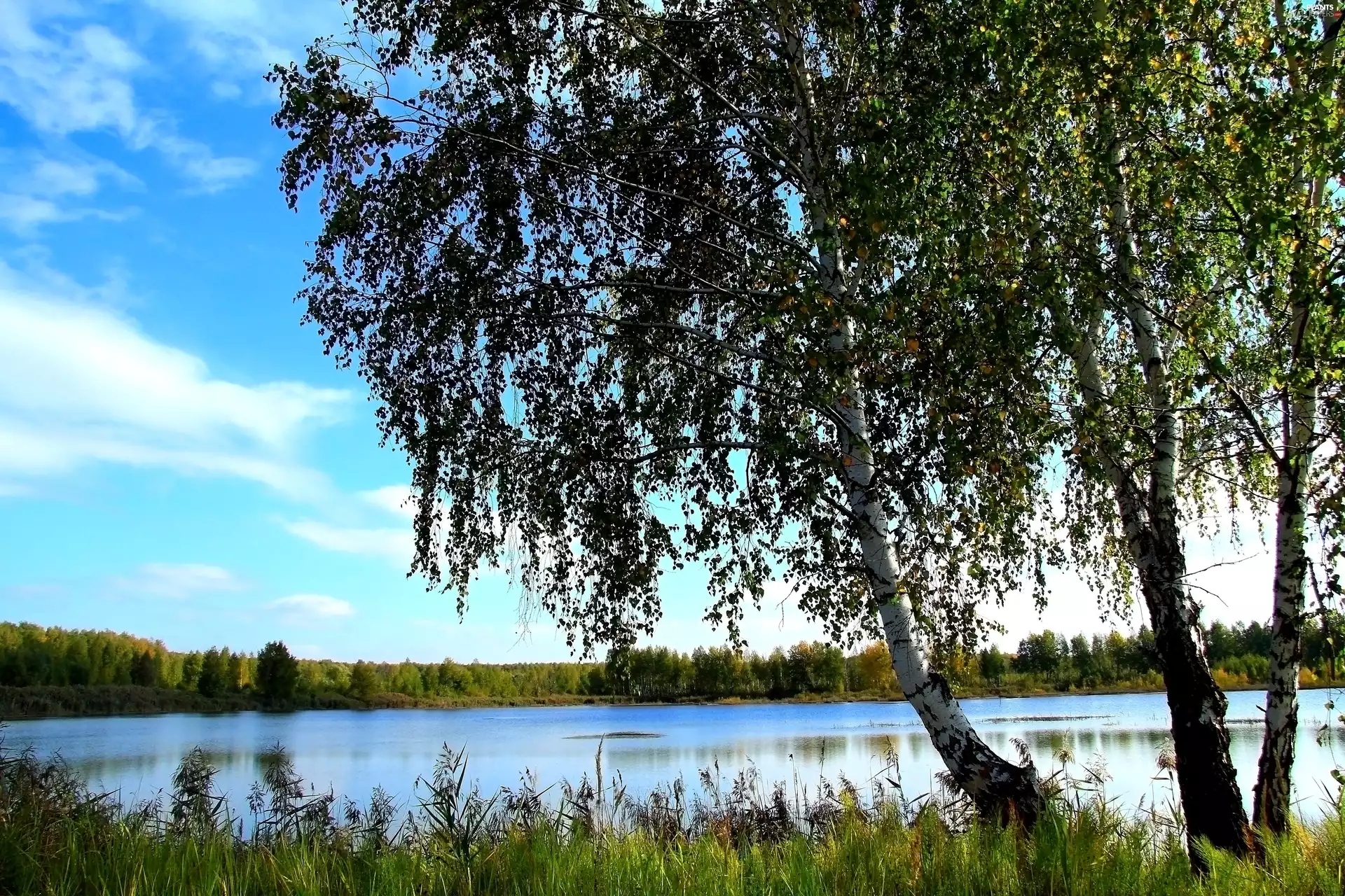 River, birch-tree, grass, forest