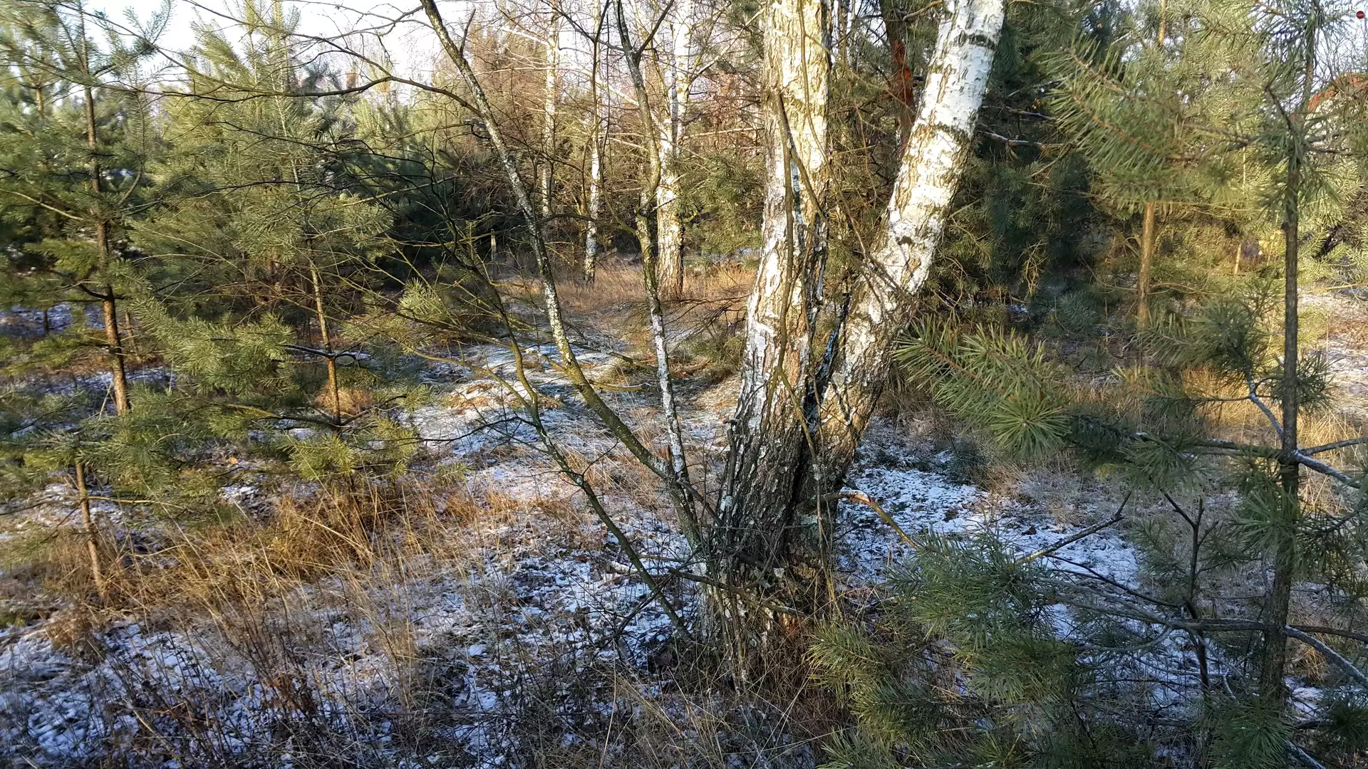 winter, birch-tree, pine, forest