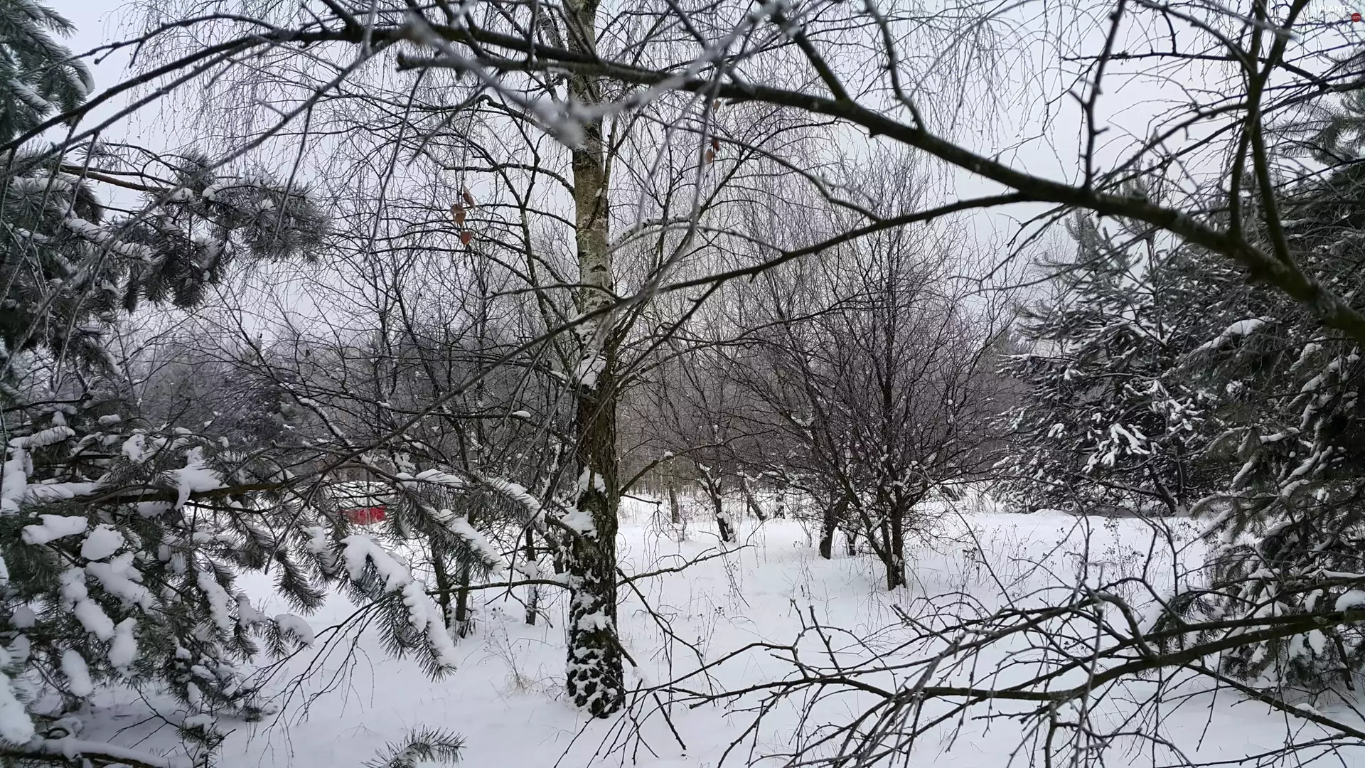 winter, birch-tree, pine, forest