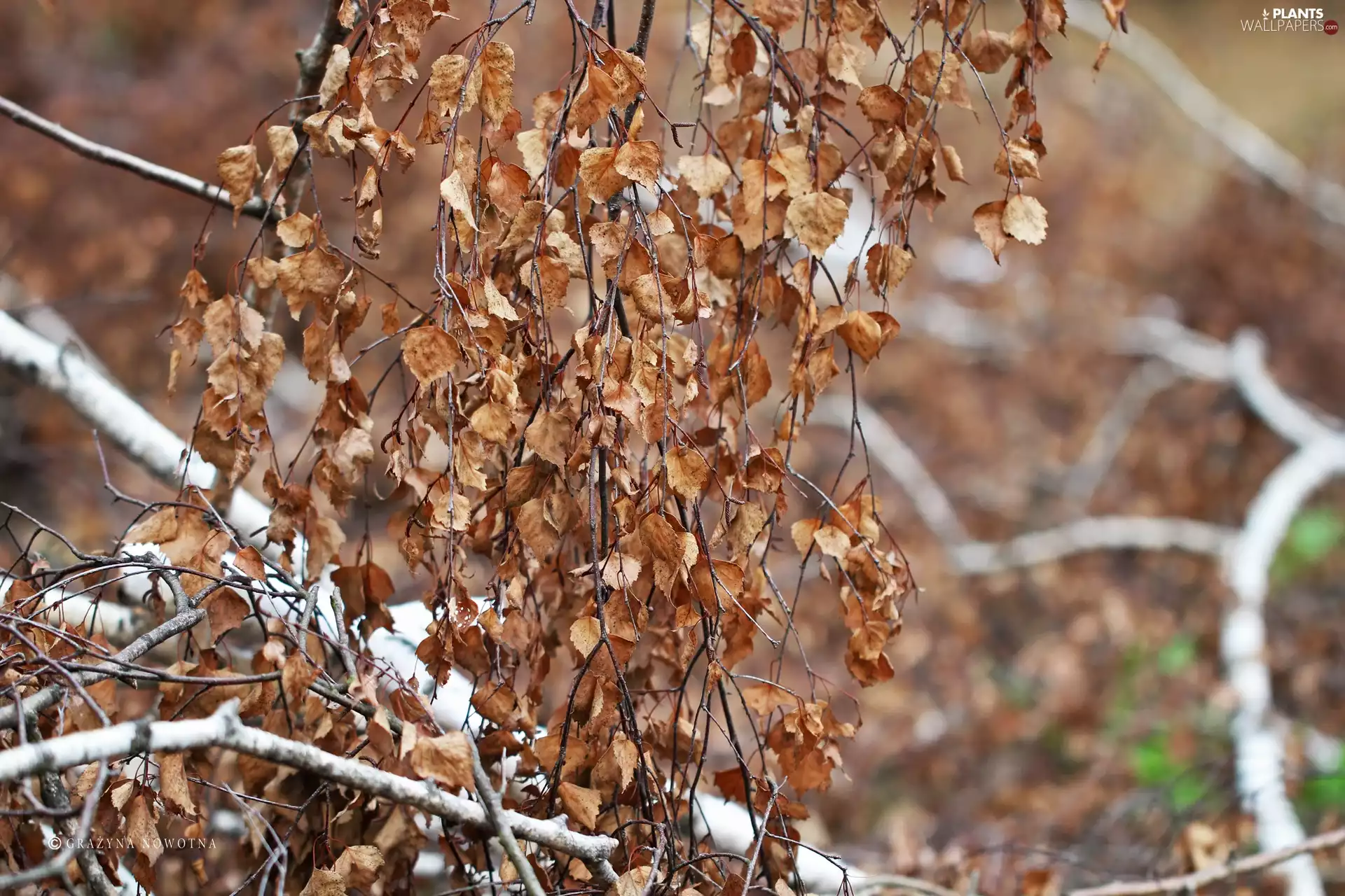 dry, birch-tree, autumn, Leaf
