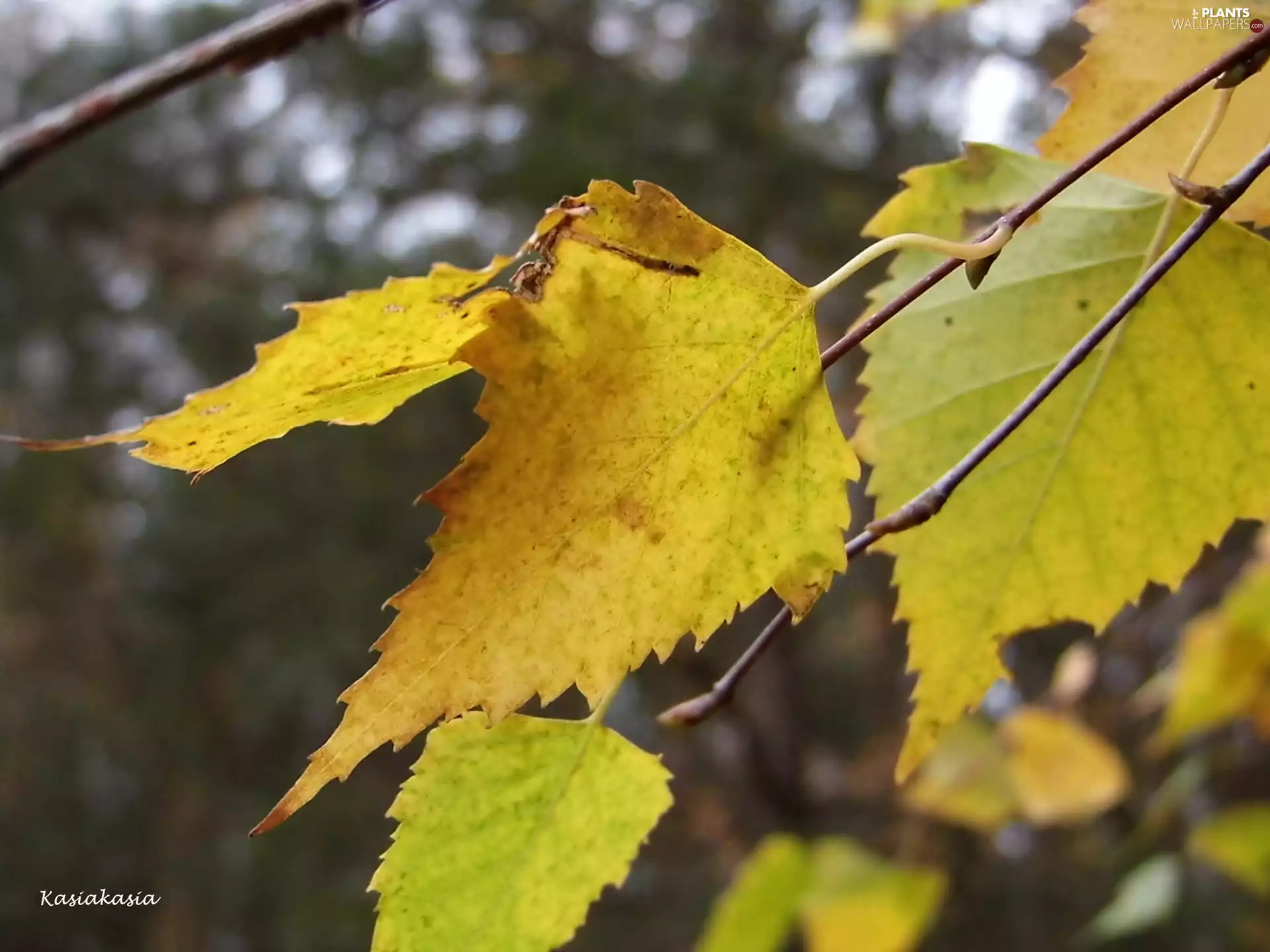 Yellow, birch-tree, forest, Leaf