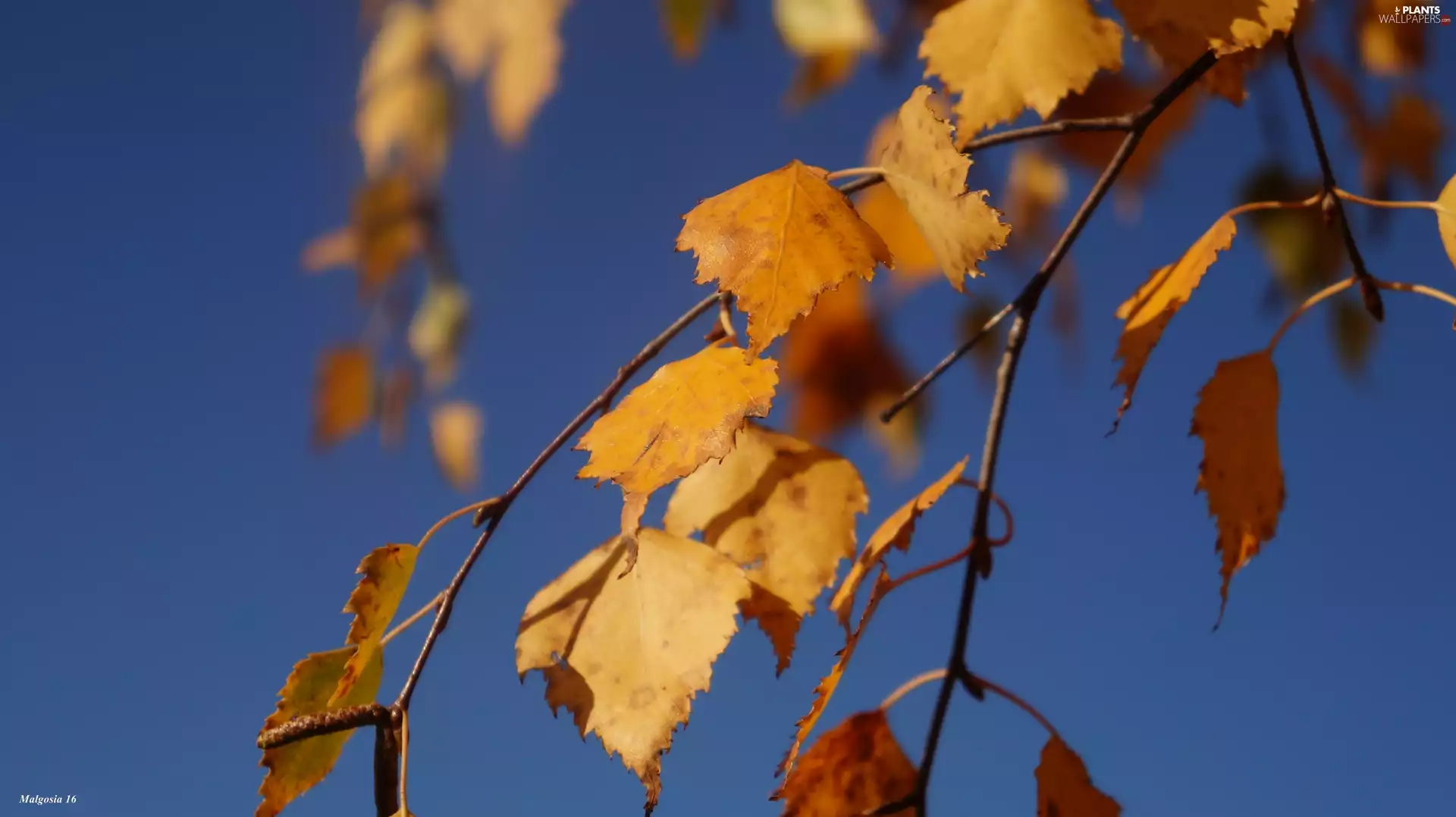 Autumn, birch-tree, Sky, Leaf
