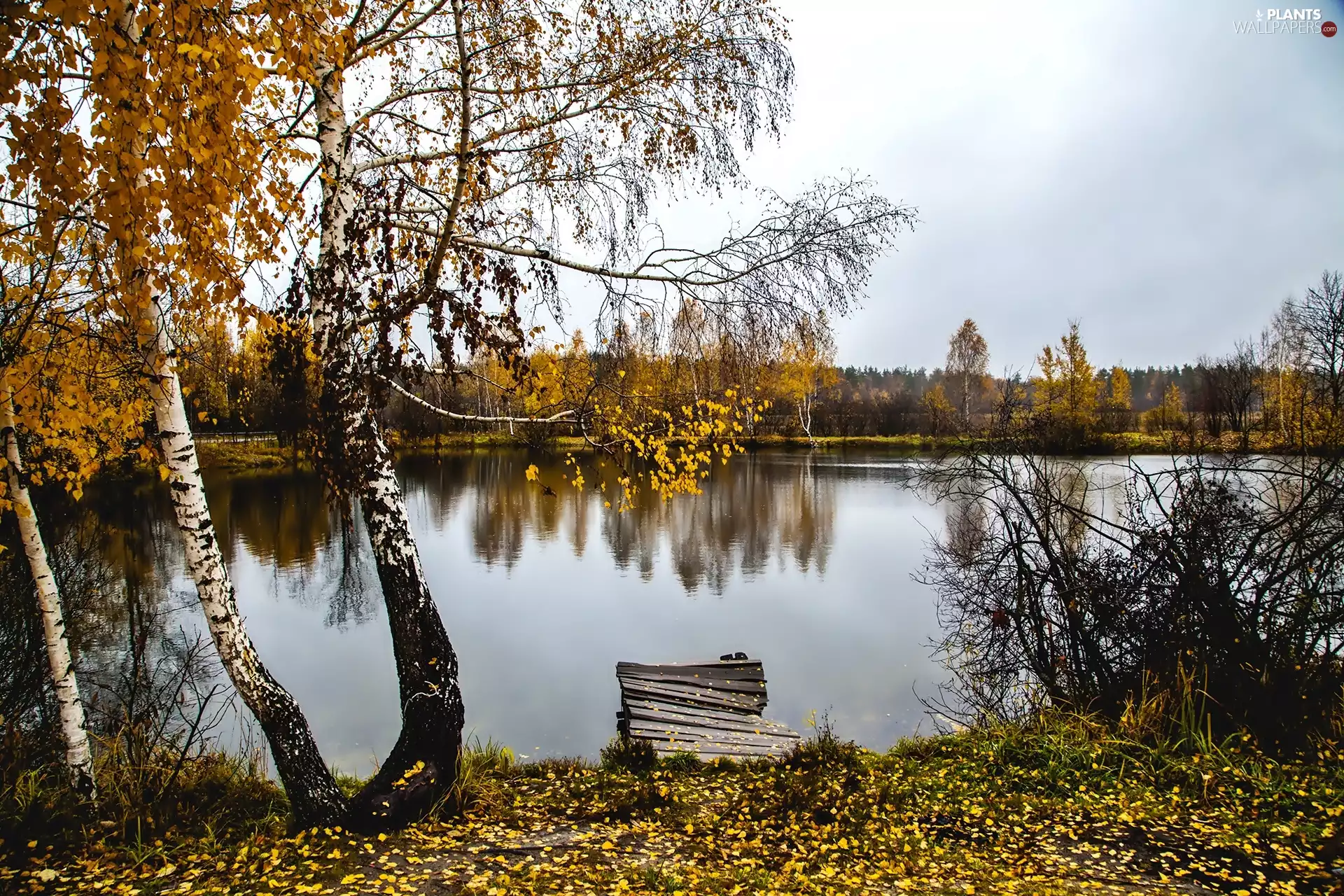 autumn, birch-tree, Platform, River