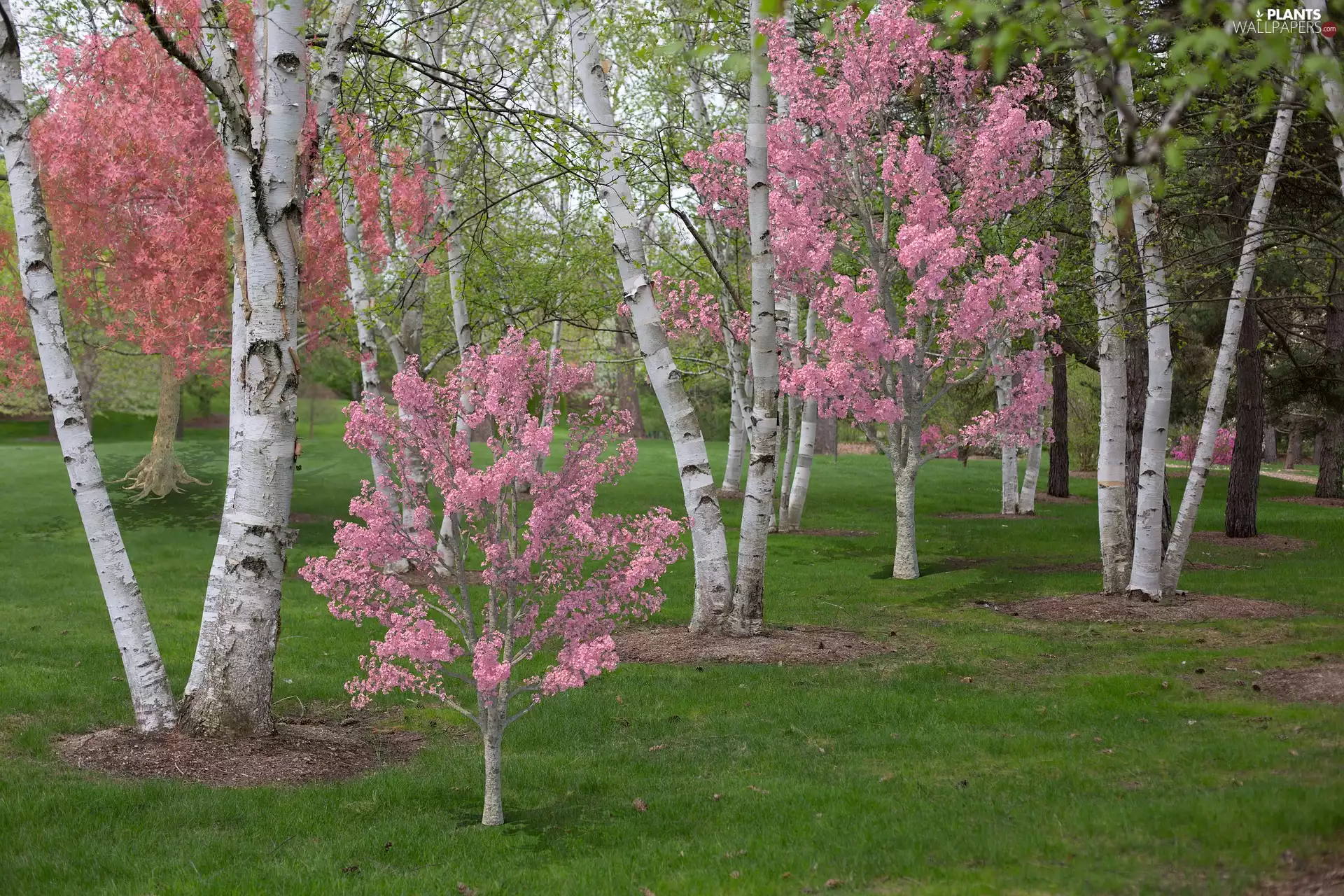 viewes, Spring, Leaf, birch, Pink, trees