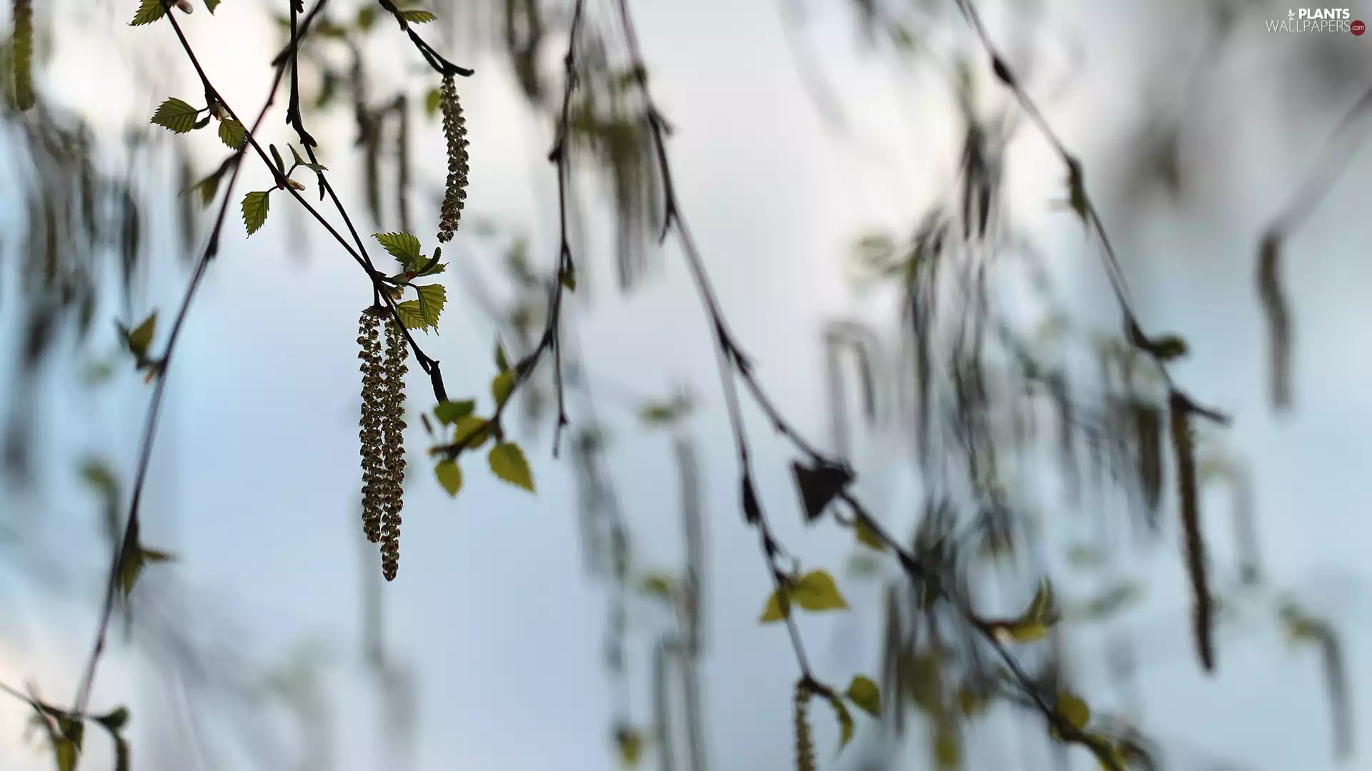 birch-tree, Twigs
