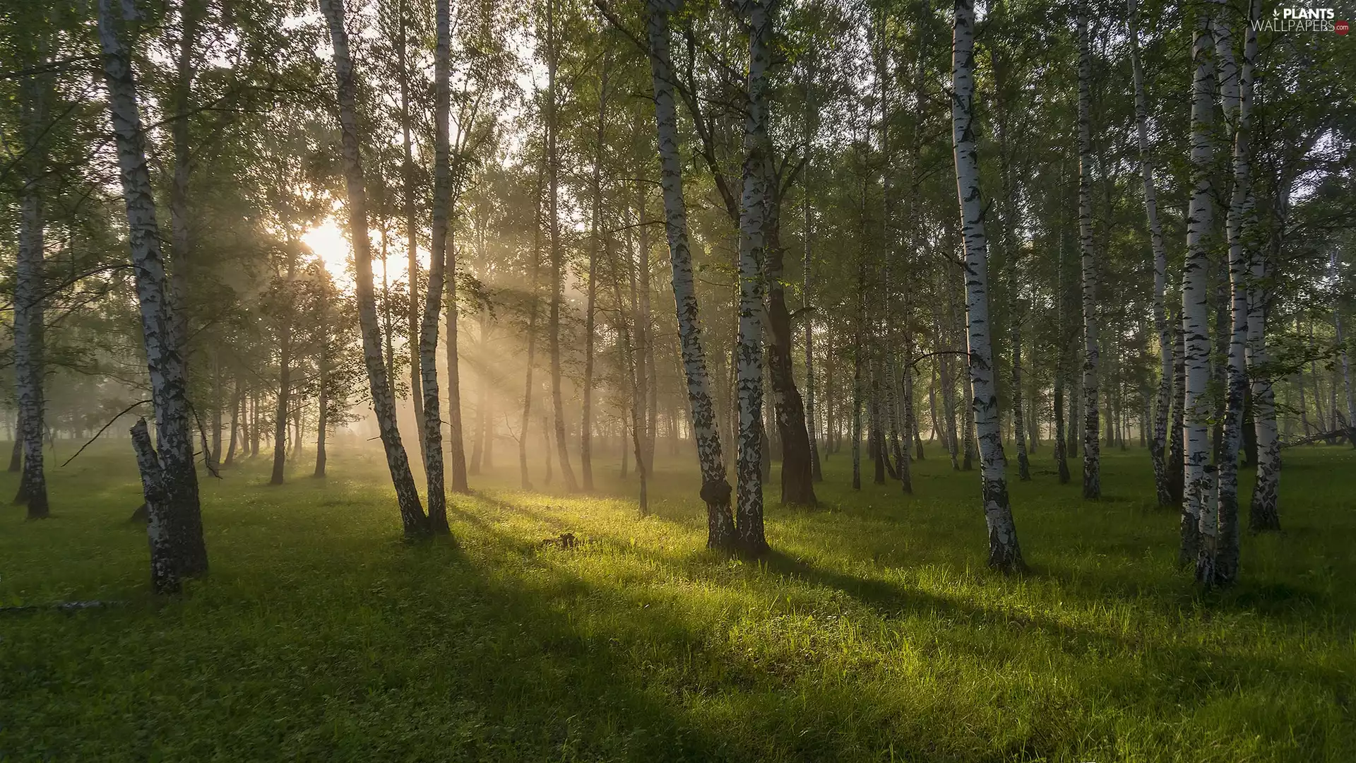 forest, dawn, viewes, birch, trees, Piercing light