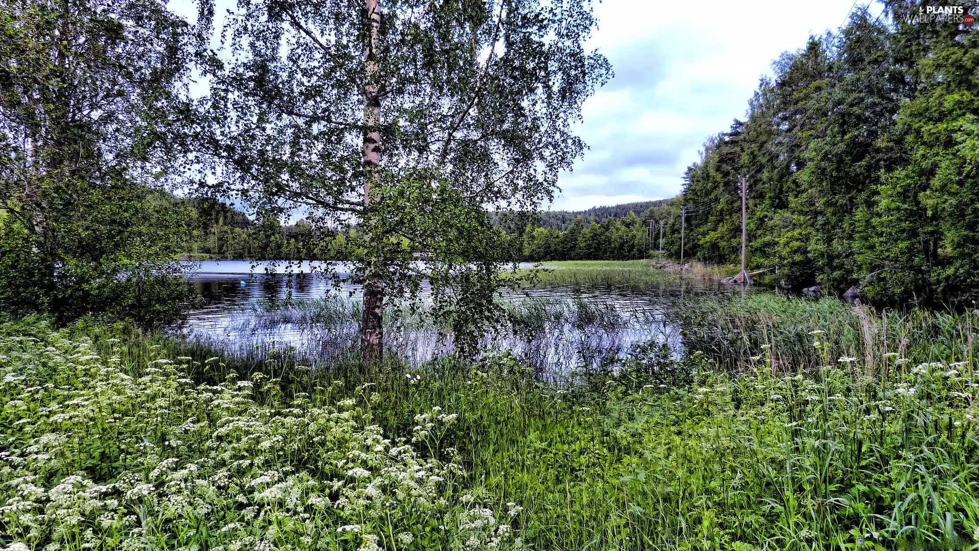 Flowers, lake, viewes, birch-tree, trees, White