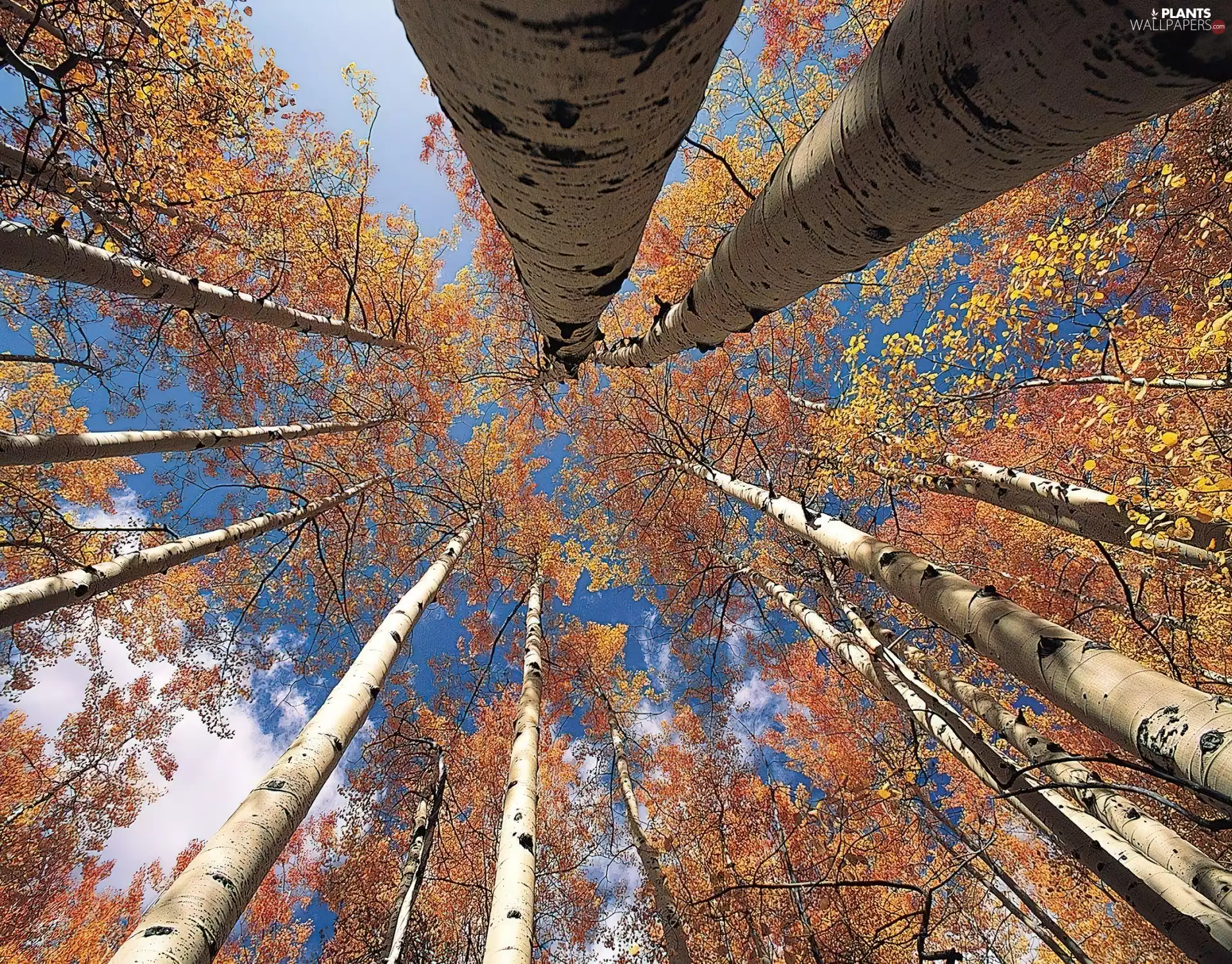 birch, trees, viewes