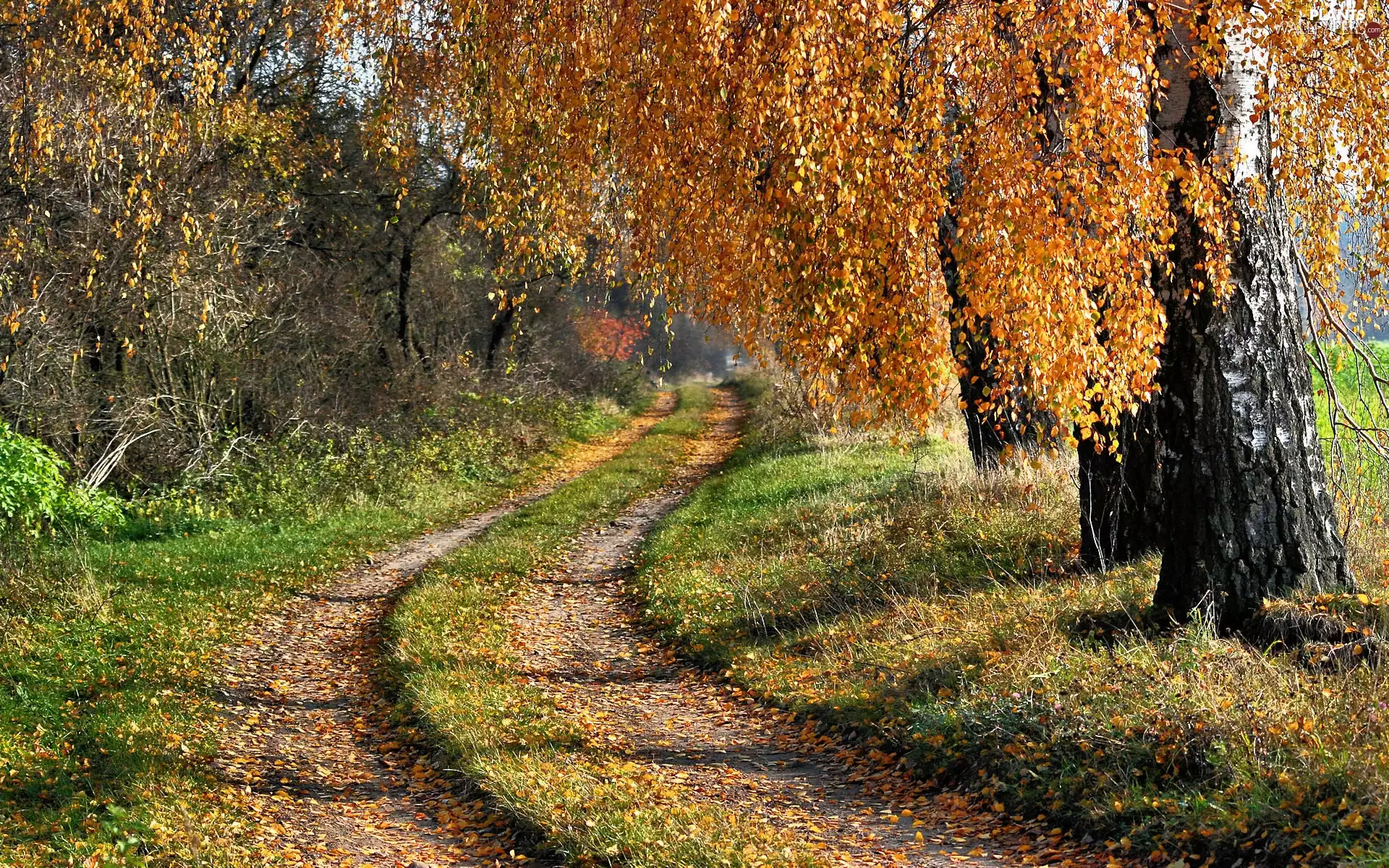 birch, autumn, Way