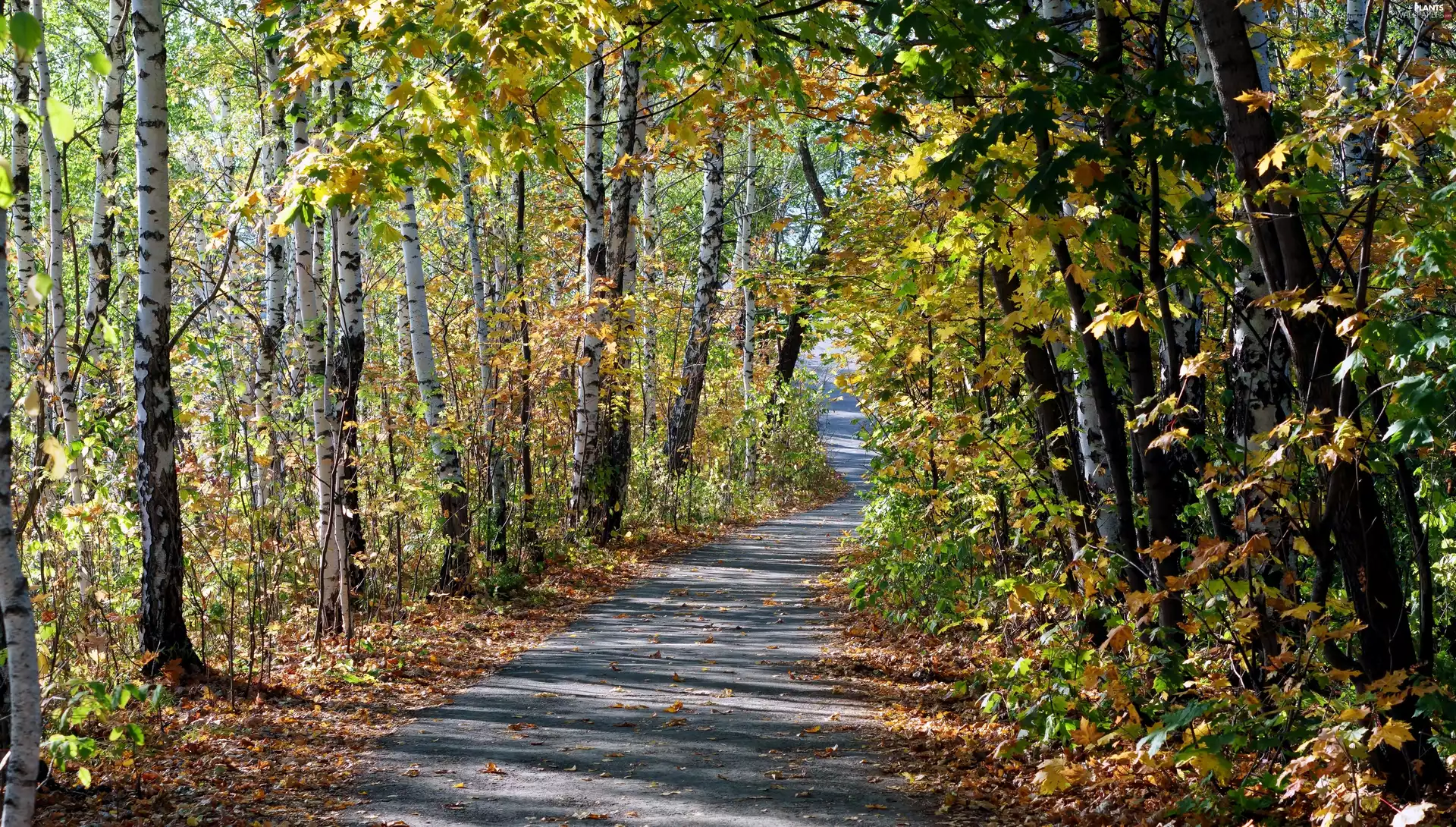 birch, forest, Way