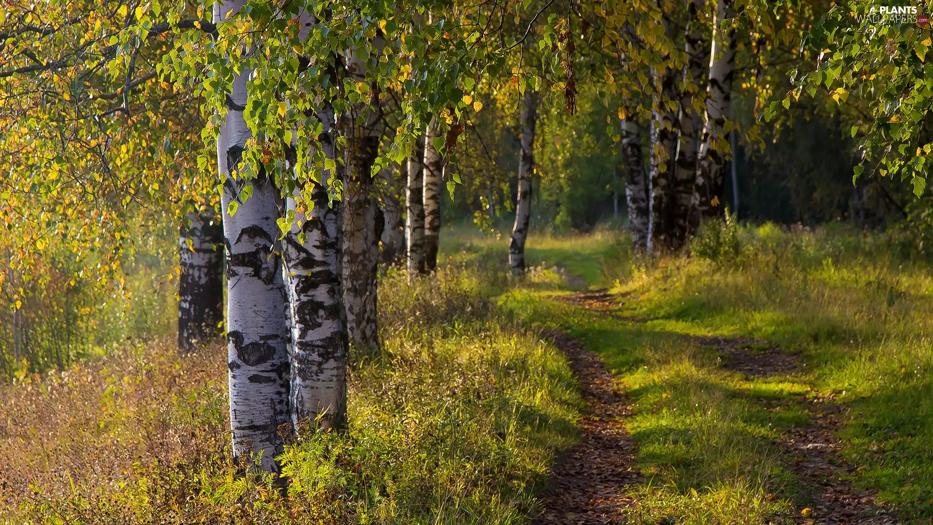 Path, forest, viewes, birch, trees, Way