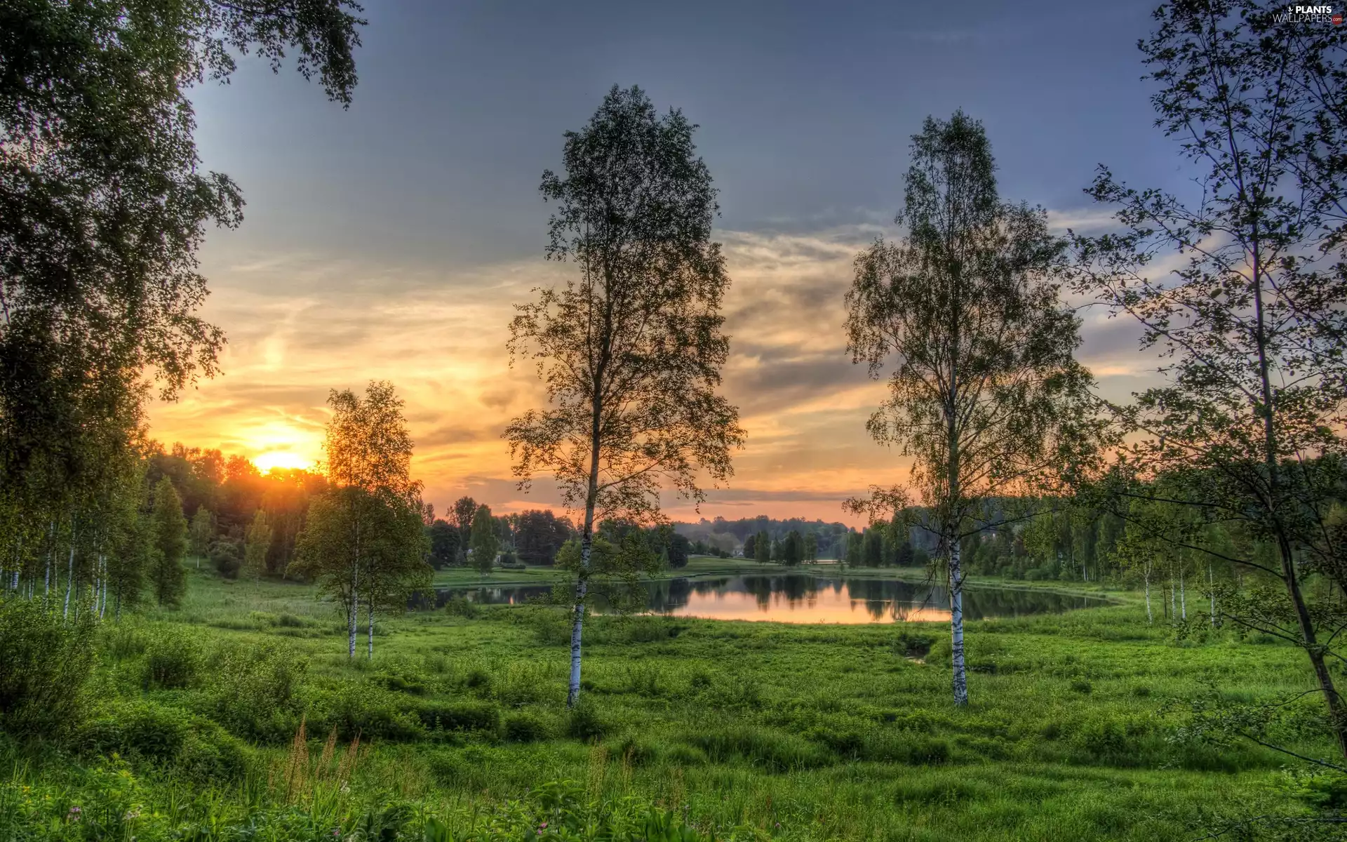Pond - car, west, viewes, sun, Park, trees, birch