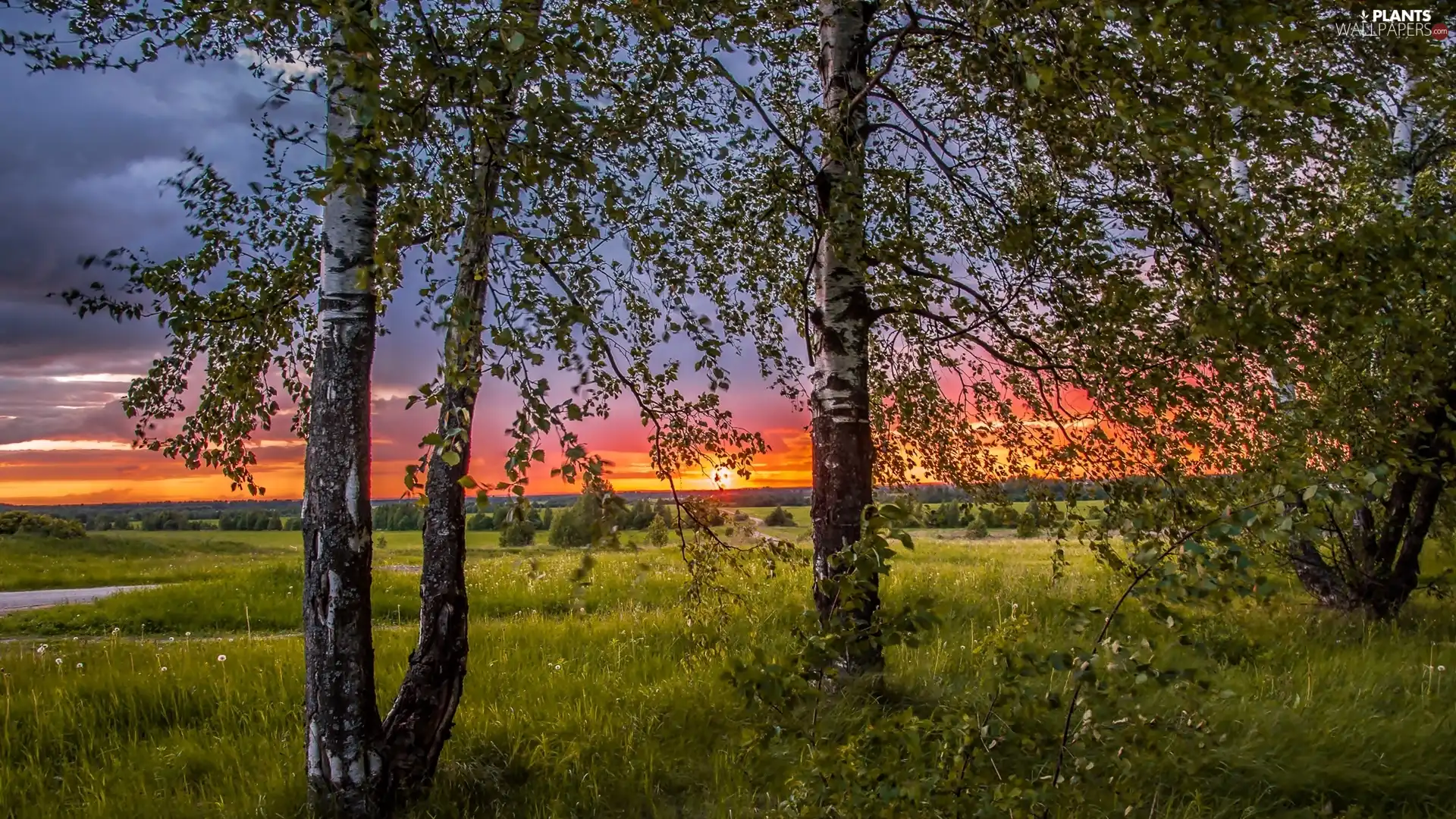 west, Meadow, birch, sun